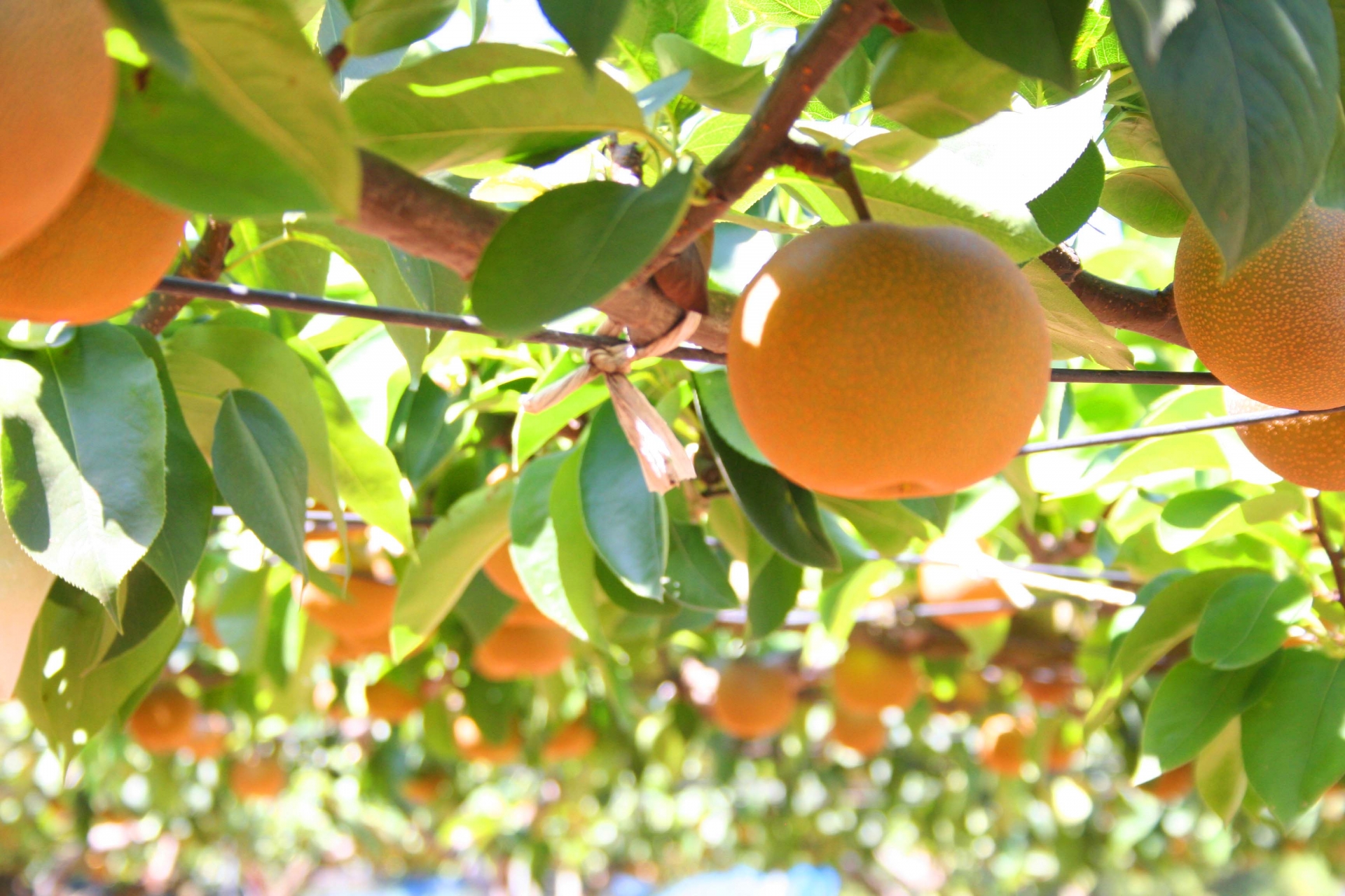 柳軍常夢到院子中的梨樹，花27年在現實中尋找印象中的老家。（示意圖，photoAC）