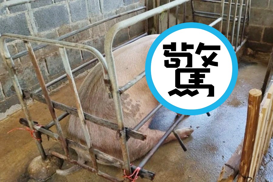 癡漢獸欲忍不住，深夜性侵懷孕母豬！她慘被強暴下體腫脹。圖為受害母豬。（翻自《The Thaiger》）
