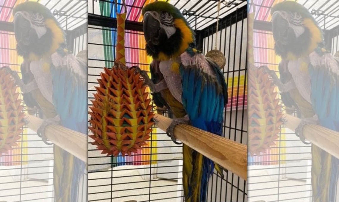 這隻會講話的鸚鵡講的大多是髒話，讓收容所發出限制級認養公告，然而仍吸引超過50組人搶著當牠的新主人。（翻攝自Instagram）