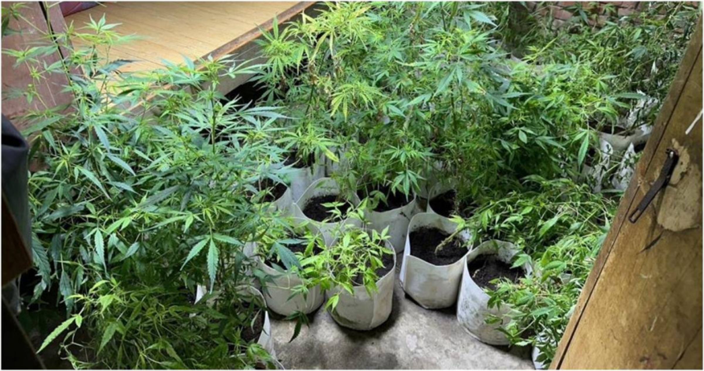 專案小組破獲犯罪集團種植之307株大麻植株。(翻攝畫面)
