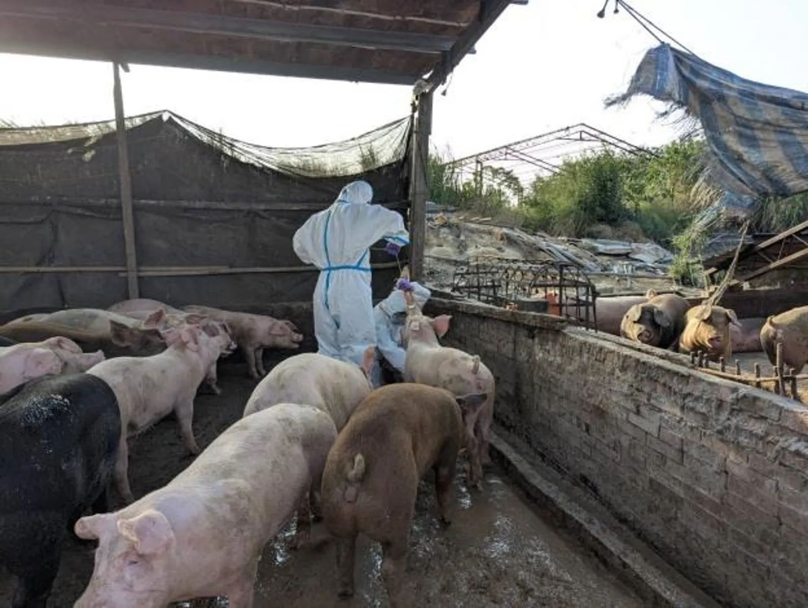 養豬場違規搬運廚餘罰款金額提高，首次「就罰20萬」3次直接罰100萬。（農業局提供）