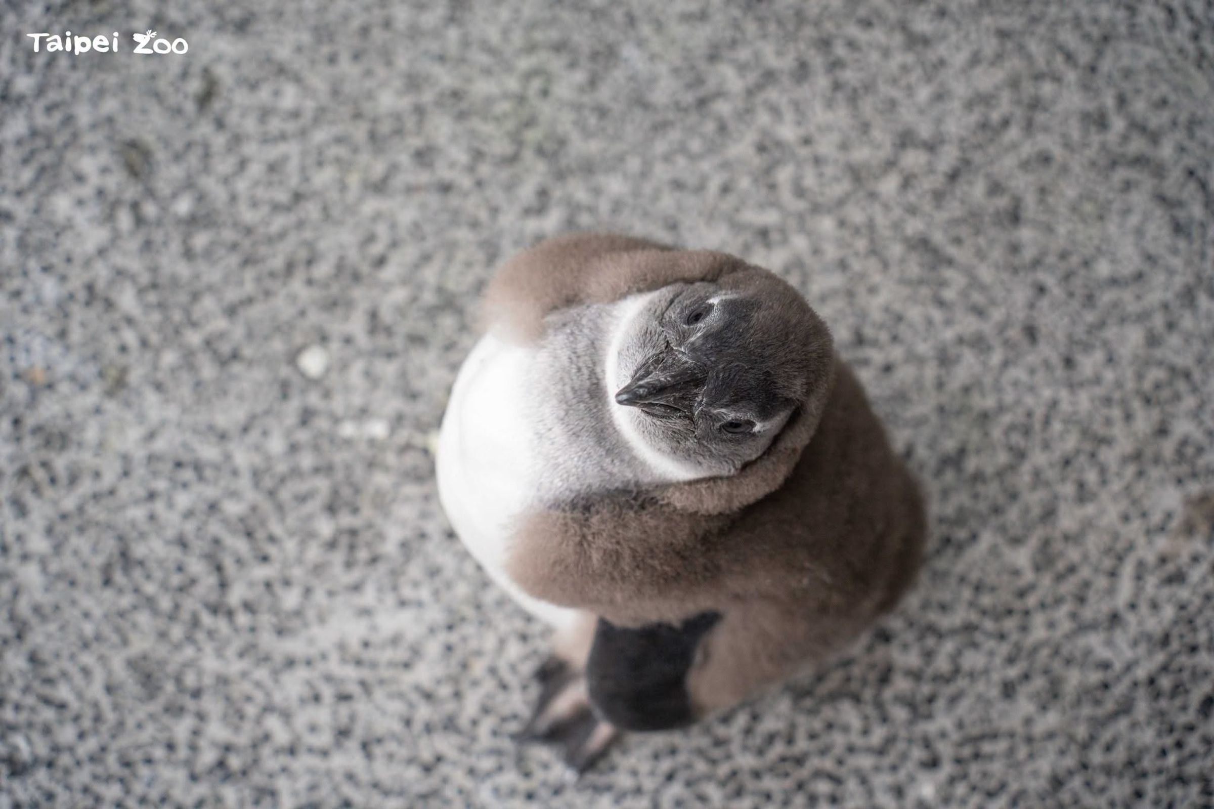 台北市立動物園今年迎來一波黑腳企鵝寶寶潮。（翻攝自臉書Taipei Zoo 臺北市立動物園﻿）