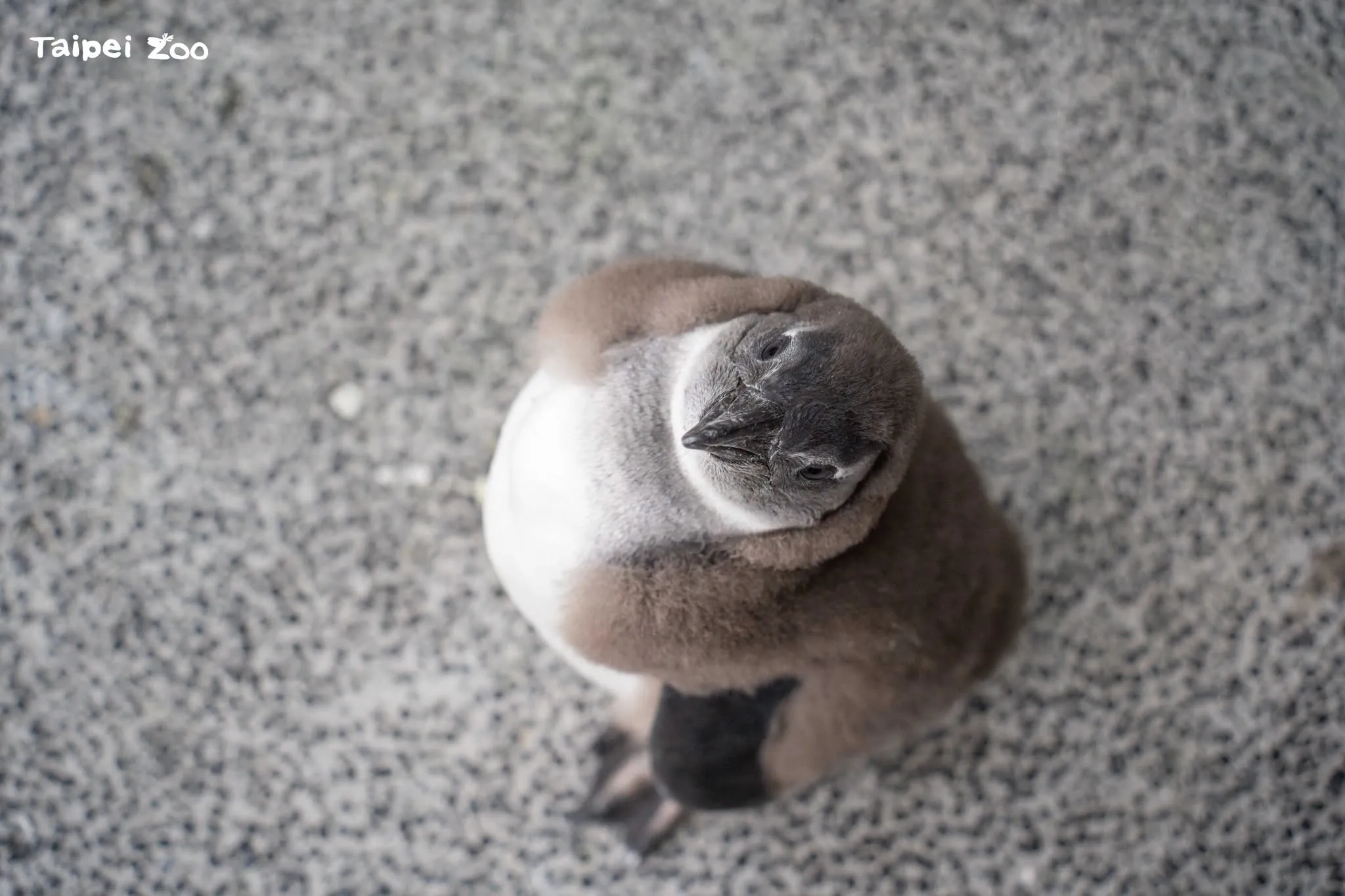台北市立動物園喜迎「黑腳企鵝寶寶潮」！　6隻超萌幼鳥將於換毛後亮相