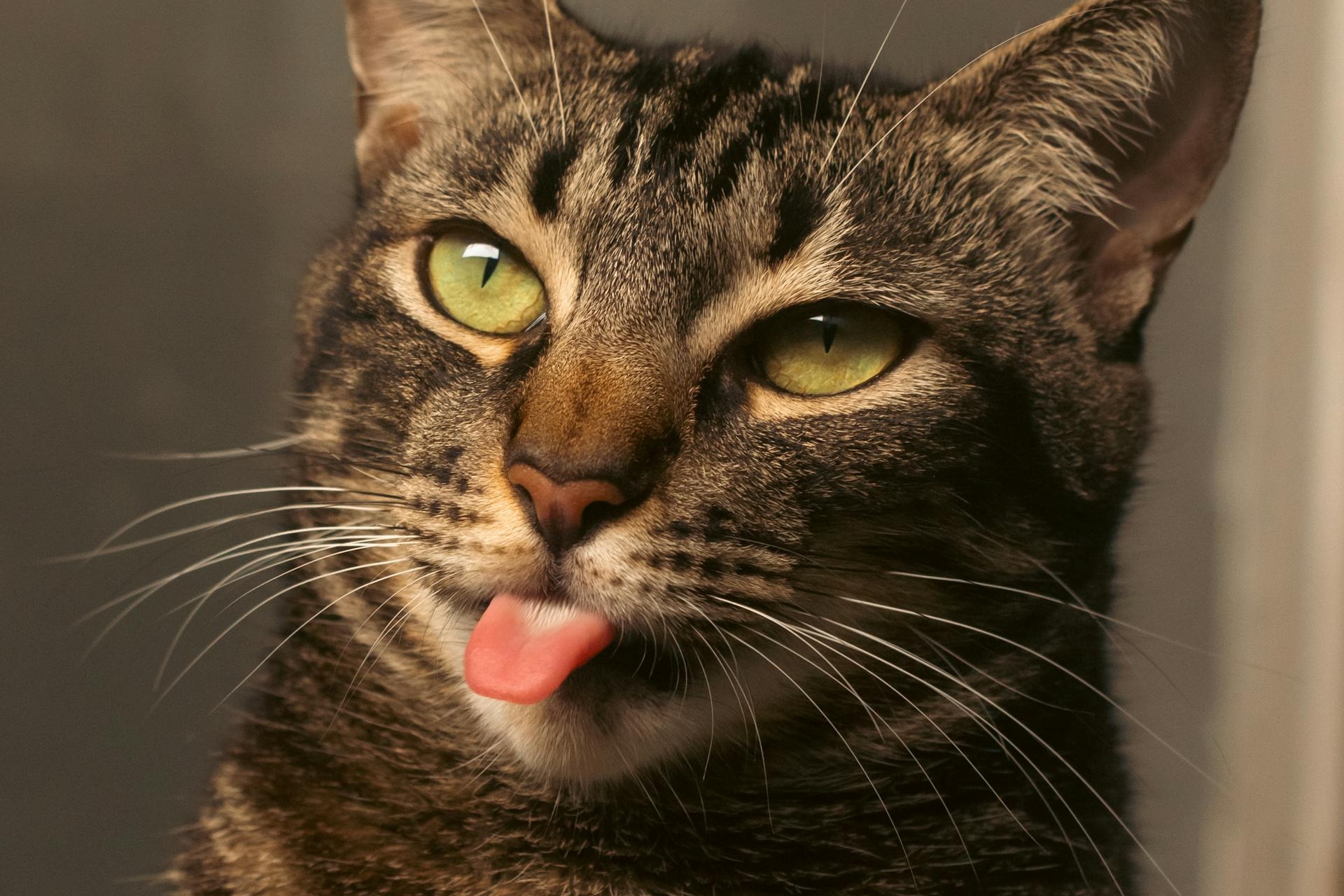 農業部今日宣布引發全台動物飼主不滿的動物用藥新制註銷。（示意圖，pexels）