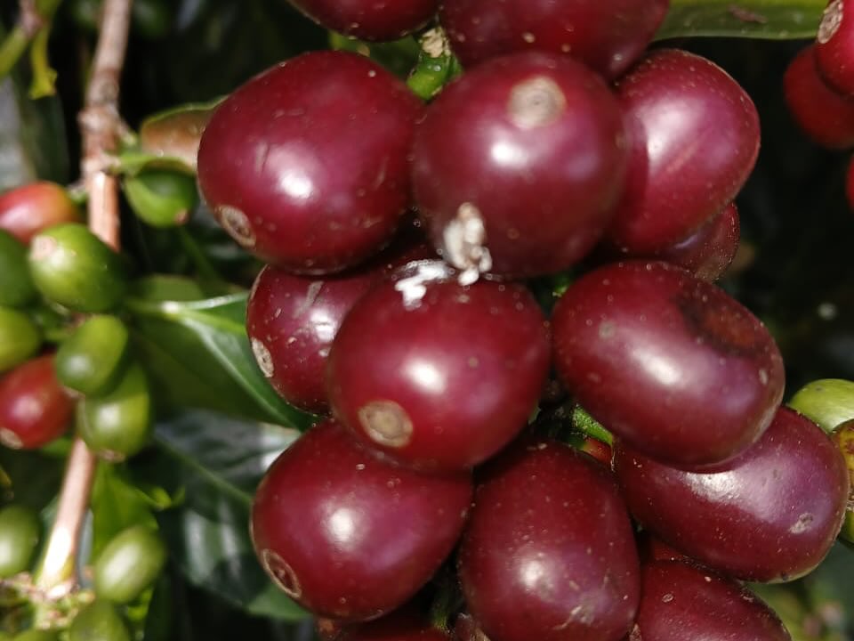 藝技咖啡豆。（翻攝Willem J. Boot臉書）