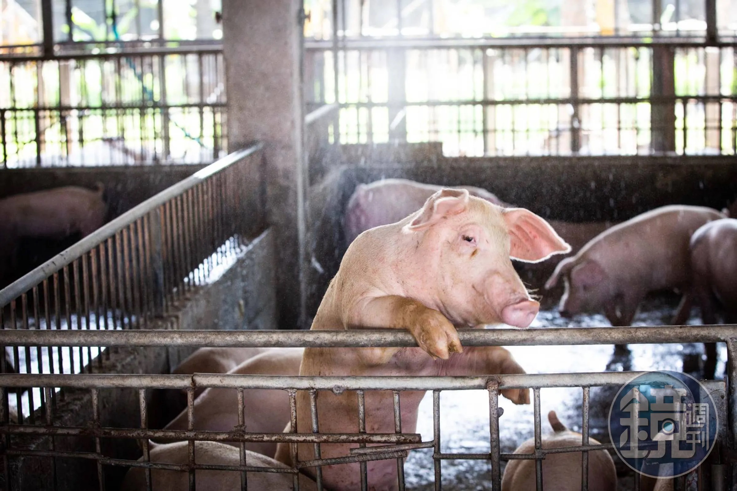 針對遭爆料私宰斃死豬,雅勝公司第一時間嚴正聲明。示意圖(本刊資料照)