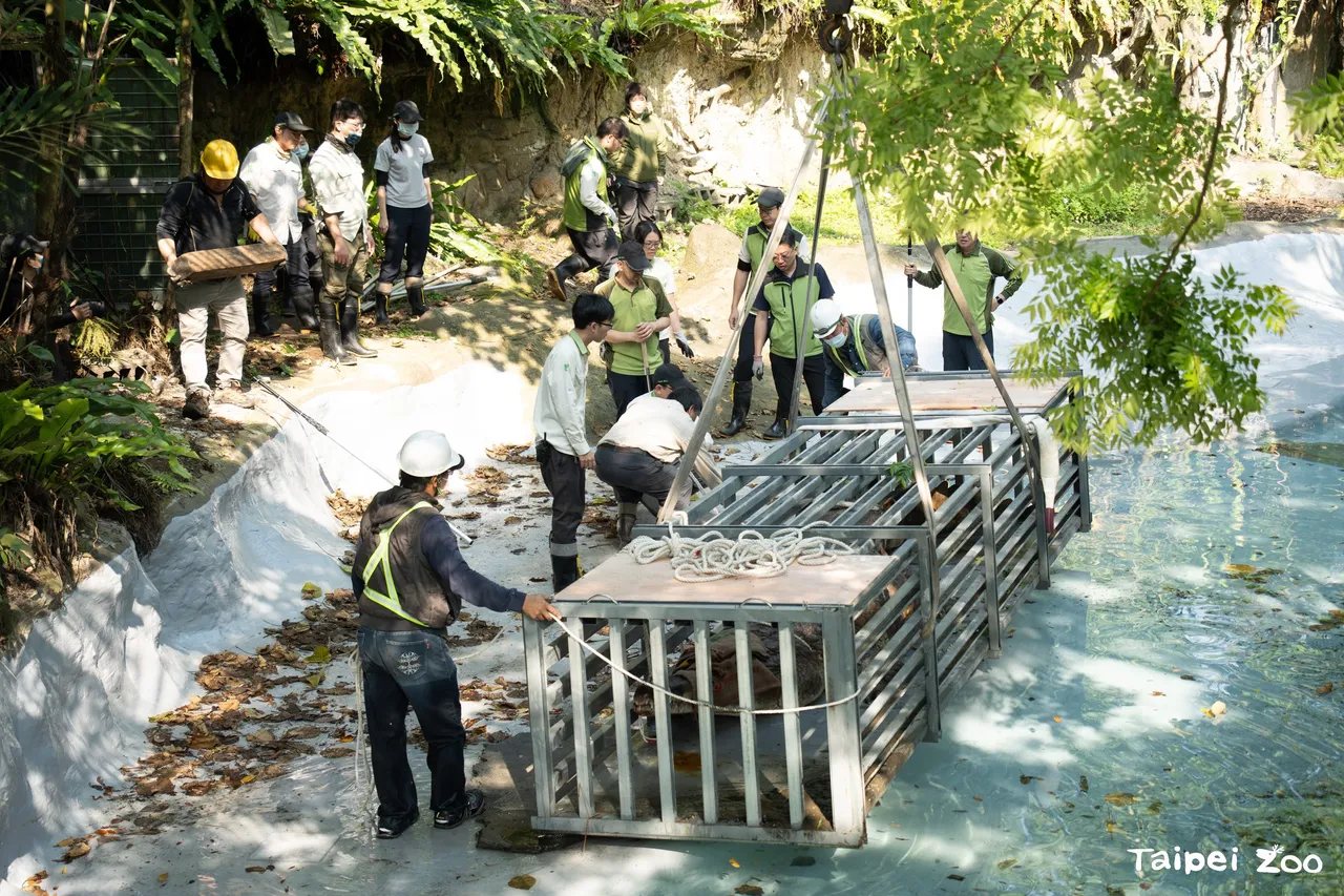 龐然巨鱷搬家啦！園方搬運計畫縝密細緻，讓酷龍在移動過程中保持冷靜。（動物園提供）