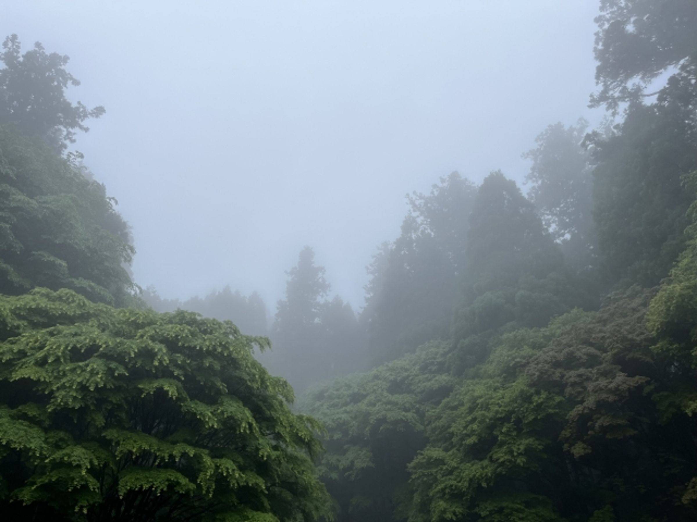 新北瑞芳6年前傳出一名員警上班途中離奇失蹤,後來懷疑他在山區被魔神仔牽走。(示意圖,photoAC)
