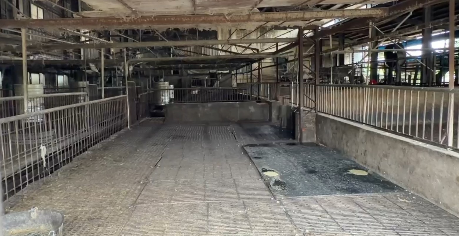 目前該養豬場的195隻豬隻已全面撲殺完畢。