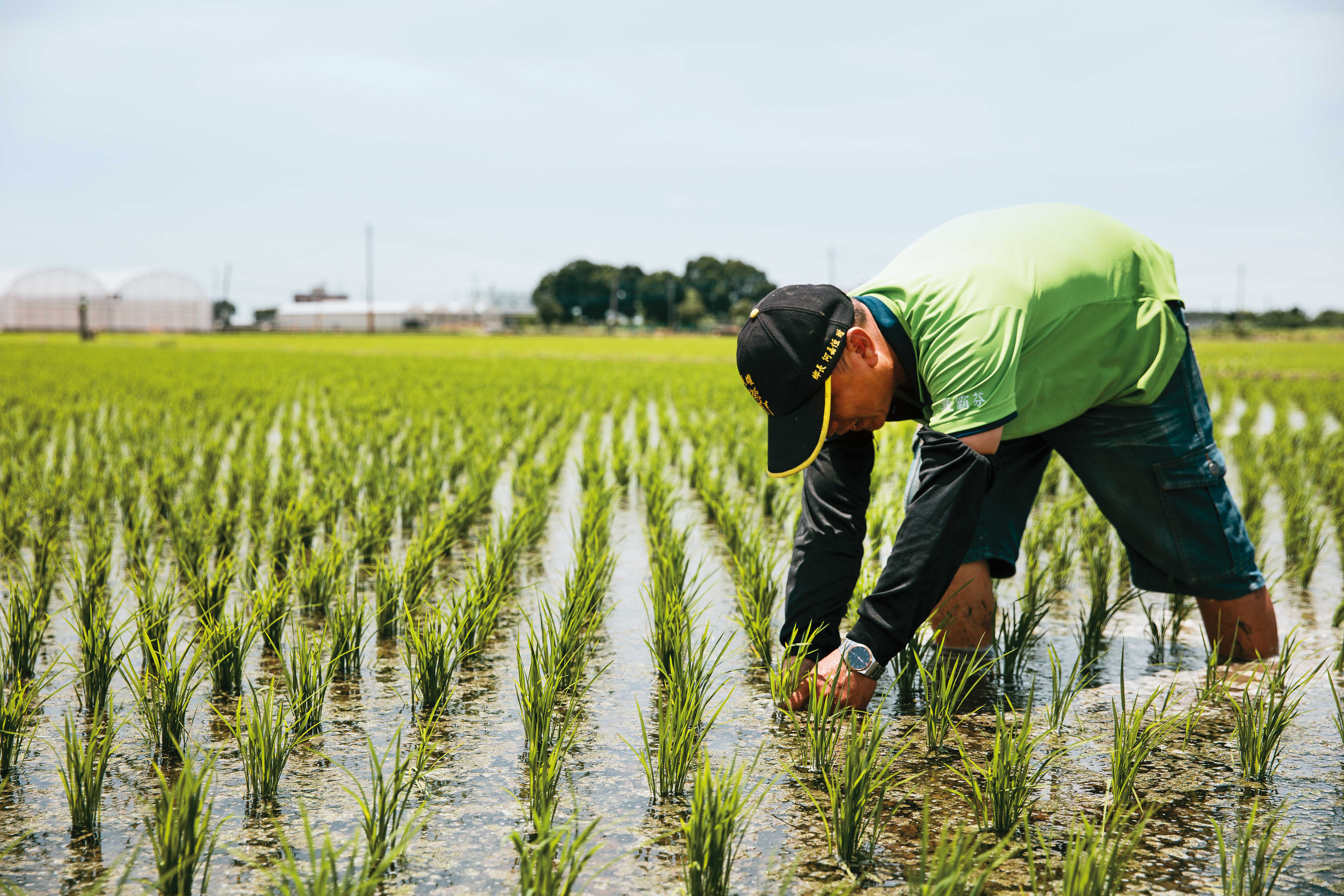 台灣的關稅談判面臨「螺絲vs.稻米」的選擇。要選票、還是要產值？ 這是賴清德最困難的抉擇。