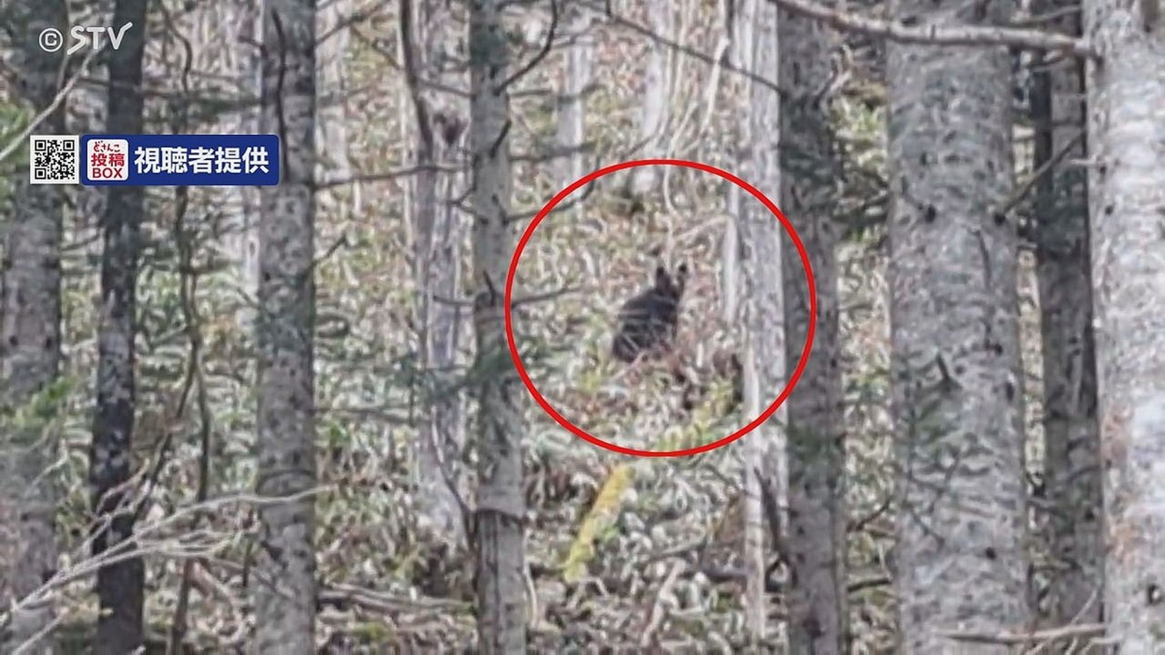日男爬山看瀑布竟遇2頭猛熊,使出空手道決鬥吧!鹿死誰手結局揭曉。(翻自《STV新聞北海道》