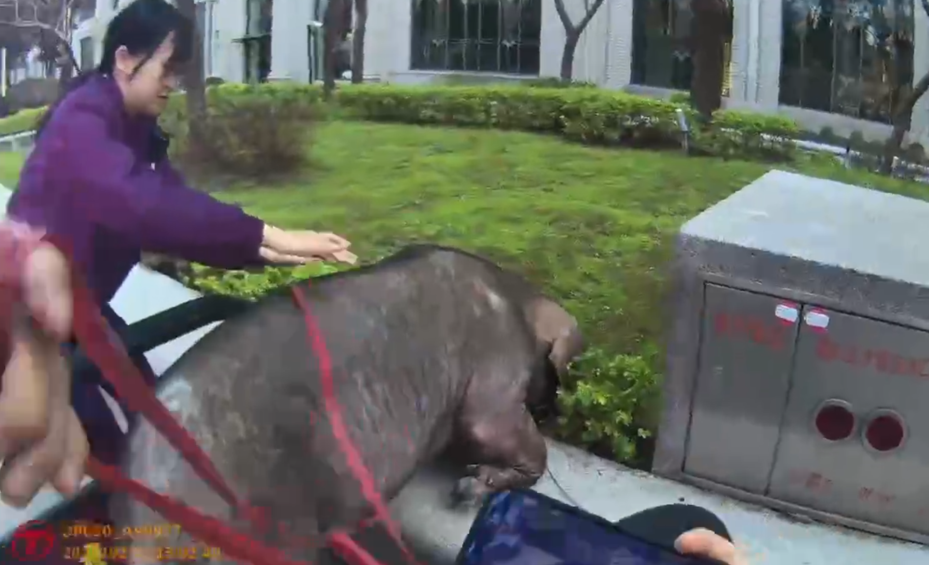 黑豬被卡在禁止停車拒馬和花圃之間，竟突然爬上花圃，嚇得兩名員警不知所措，急忙喊「豬豬不要」，趕緊將牠拖住。（翻攝畫面）