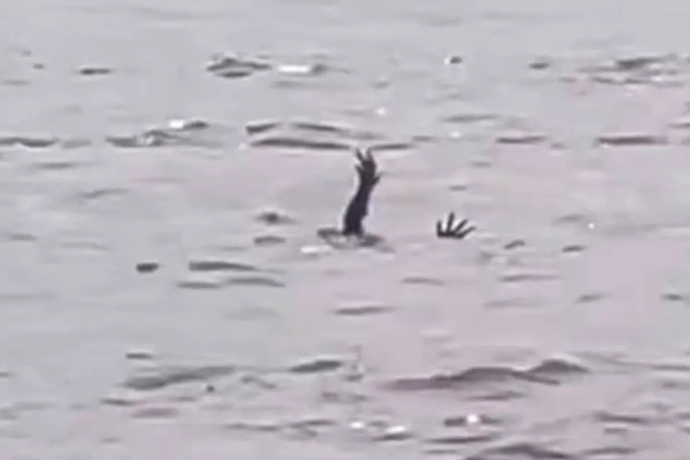 有人溺水舉手掙扎？竟是鱷魚進化了，傳模仿人類「抓交替」捕食人肉。（翻自IG）
