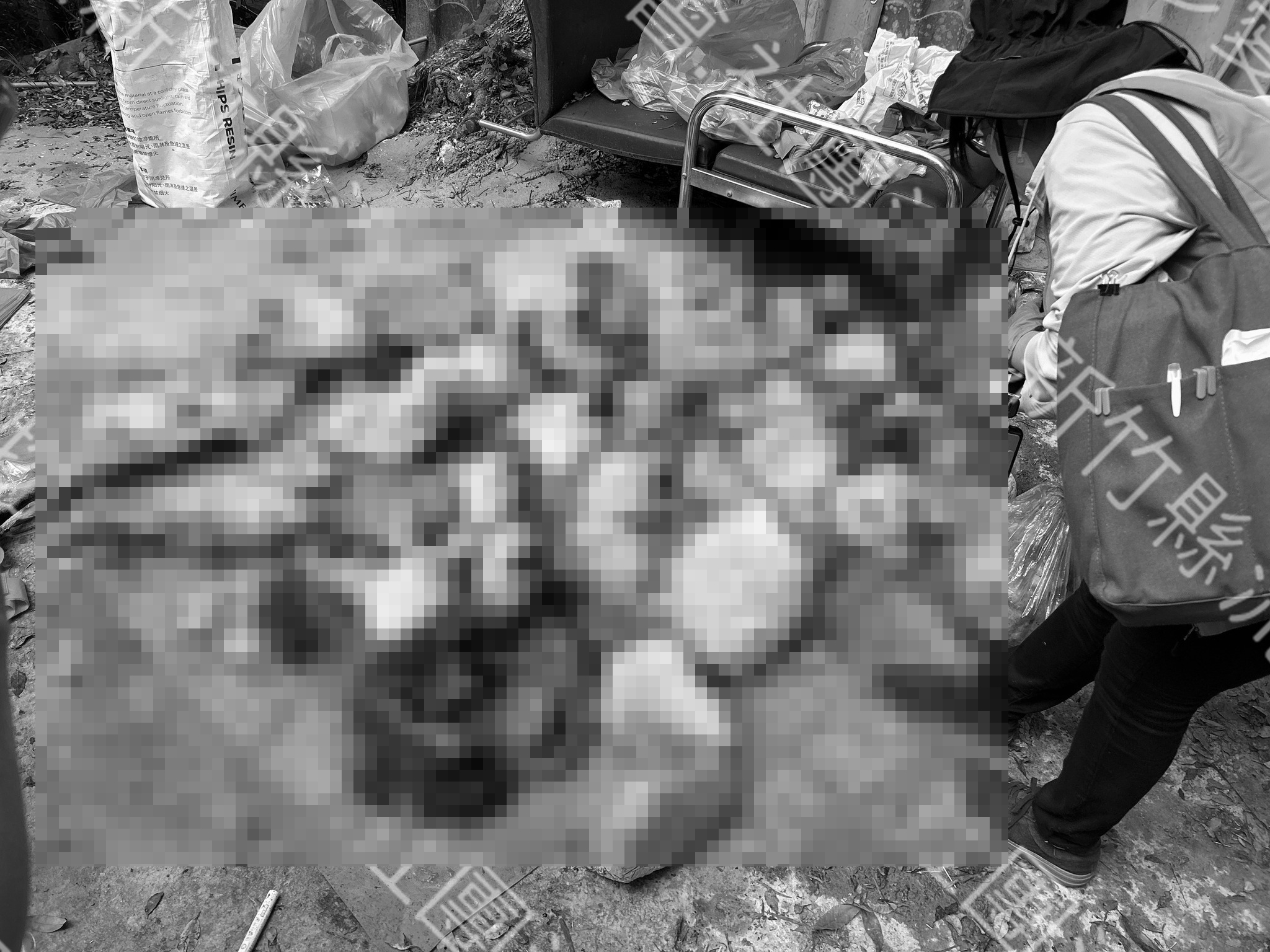 苗栗頭份山區破獲非法狗肉場，據了解該集團整年販售逾2.9萬公斤狗肉。（翻攝自社團法人新竹縣流浪動物珍愛協會臉書粉專）