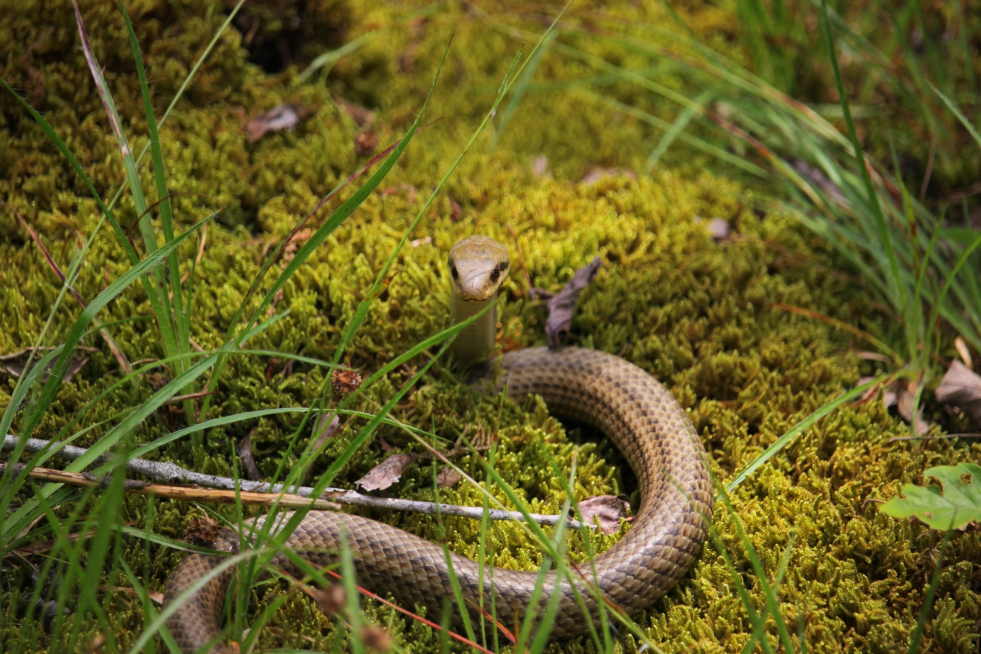 台中大棟派出所傳出真實版「貓的報恩」事蹟，經常餵食的浪貓經常會幫忙捕蛇，卻引發網路保育論戰。（示意圖，pixabay）