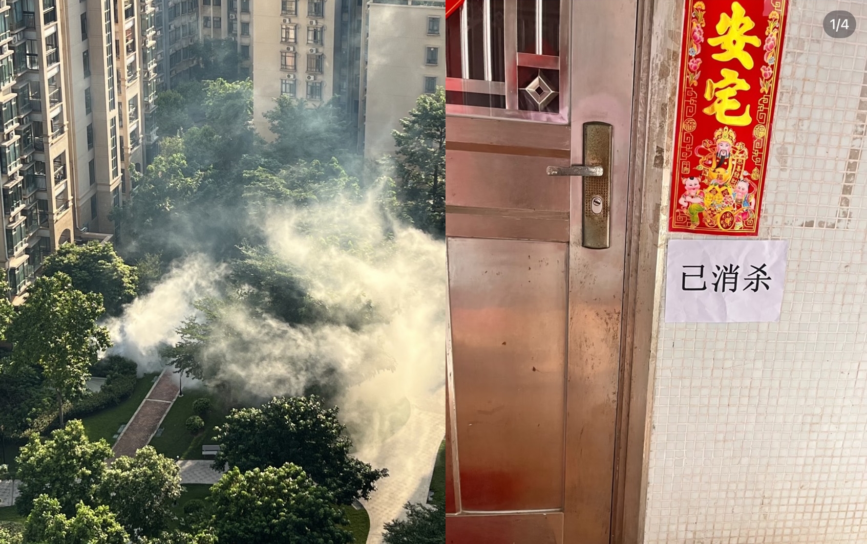 江門市已全面啟動Ⅲ級突發公共衛生事件應急響應，並展開全城滅蚊行動。（翻攝自小紅書）