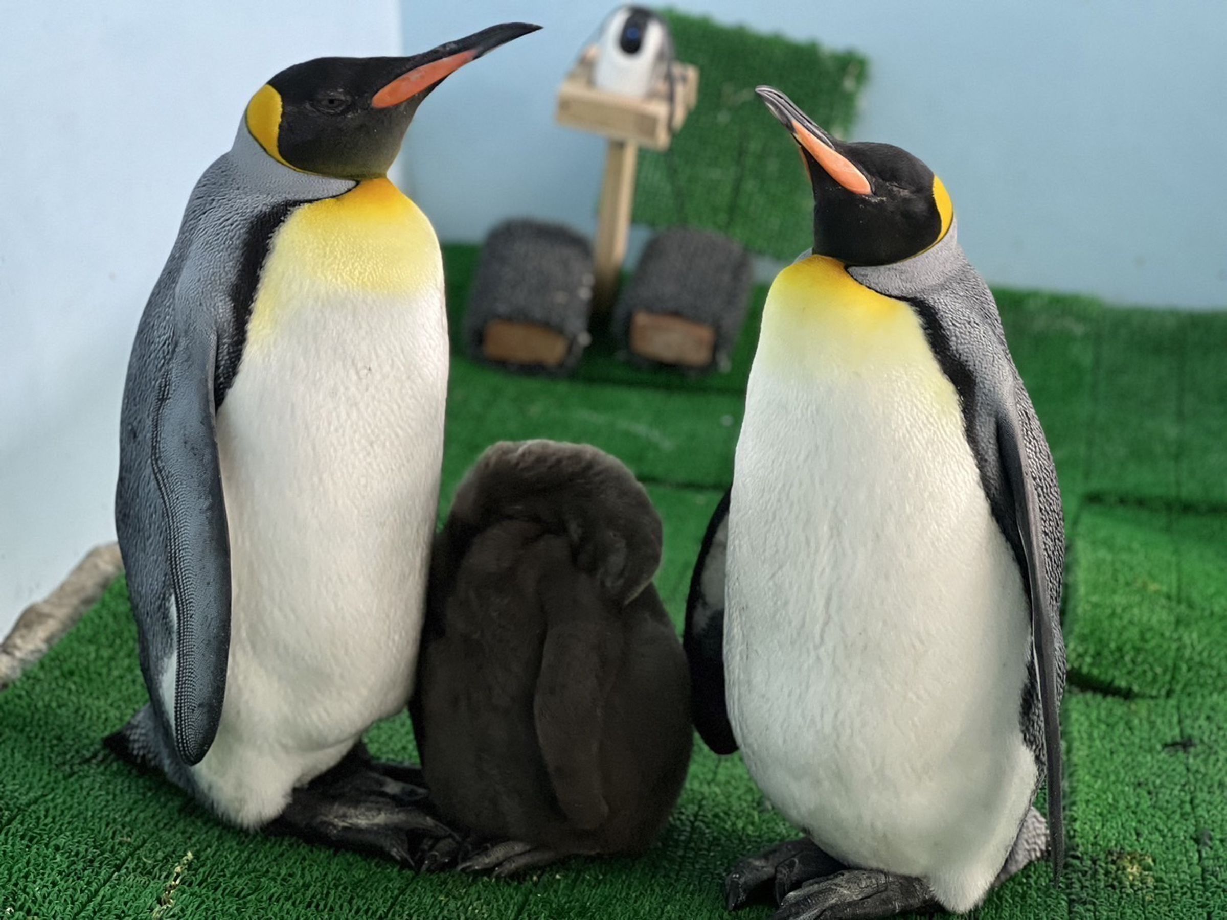 台北市立動物園的國王企鵝「嘟胖」被送到Xpark借殖,成功配對「烏龍茶」後順利孵化企鵝寶寶,一家三口首度亮相。(Xpark提供)