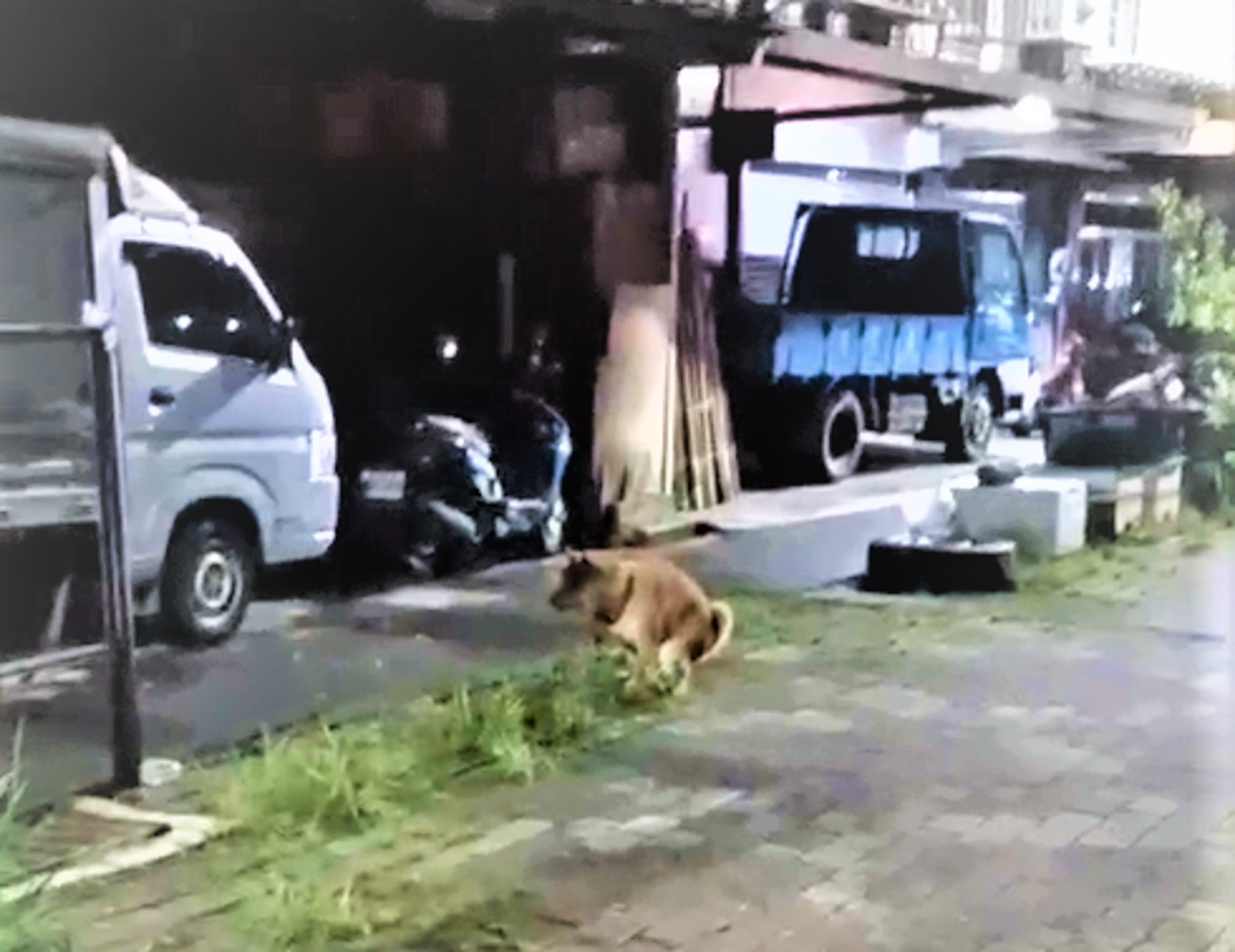 犬隻疏縱隨地便溺造成環境髒亂。(新北動保處提供)