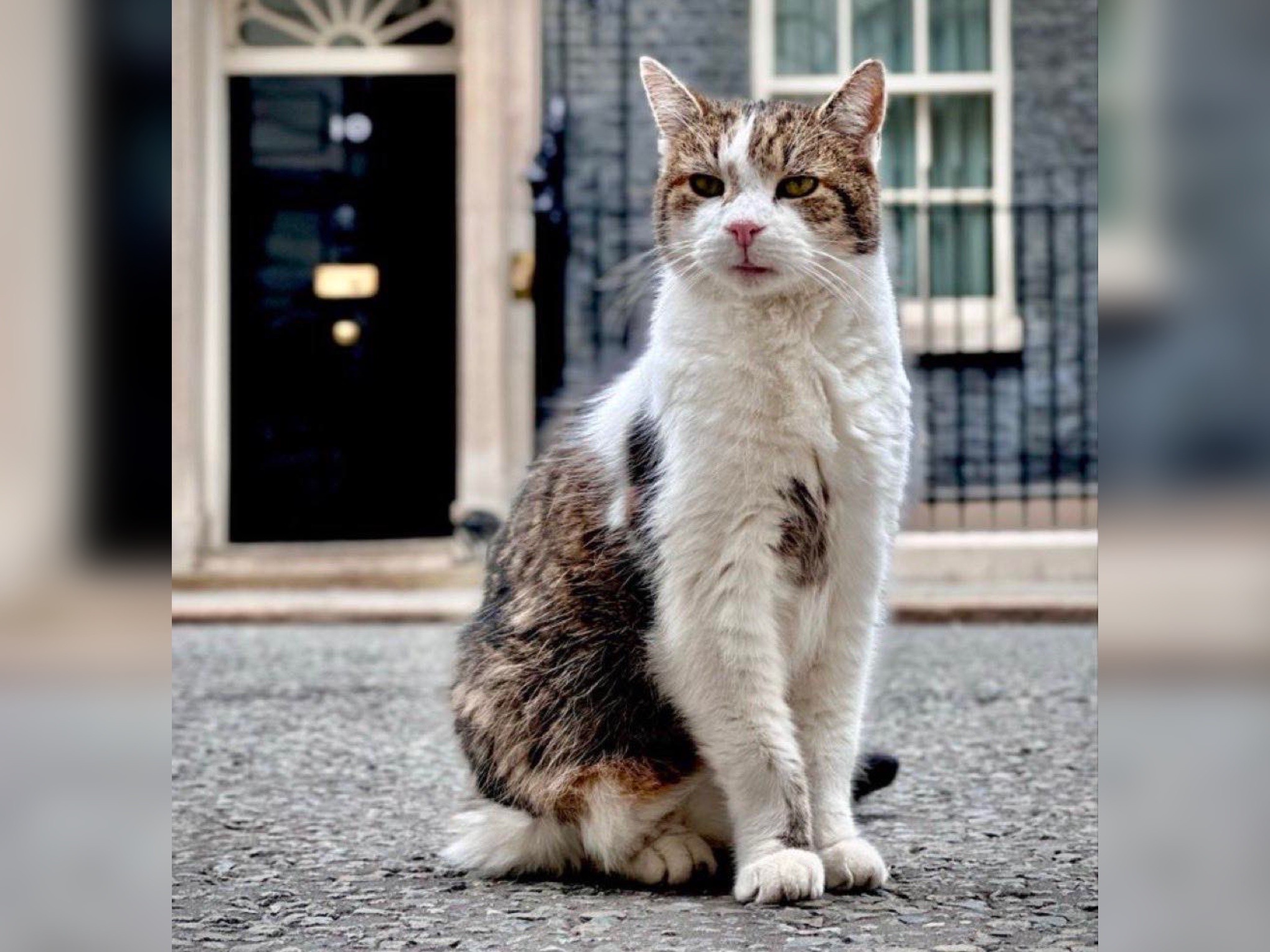 英國首席捕鼠大臣賴瑞下週將在唐寧街任職滿15年，是當今英國政壇最穩定的官員，表現讓網友一致好評。（翻攝自Dominic Dyer臉書）