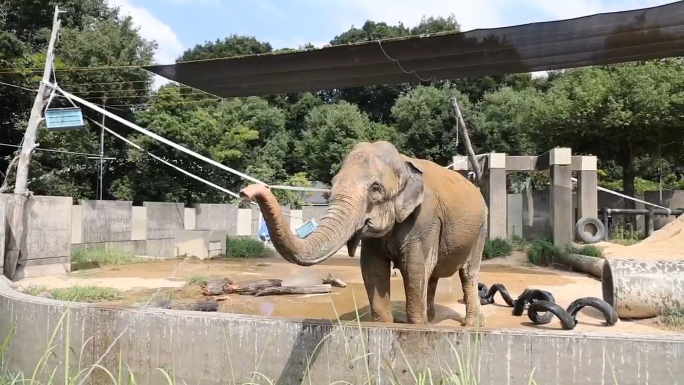 動物園幫灑水降溫，大象不獨享回噴攝影師避暑。（翻攝X@hokkokushimbun）