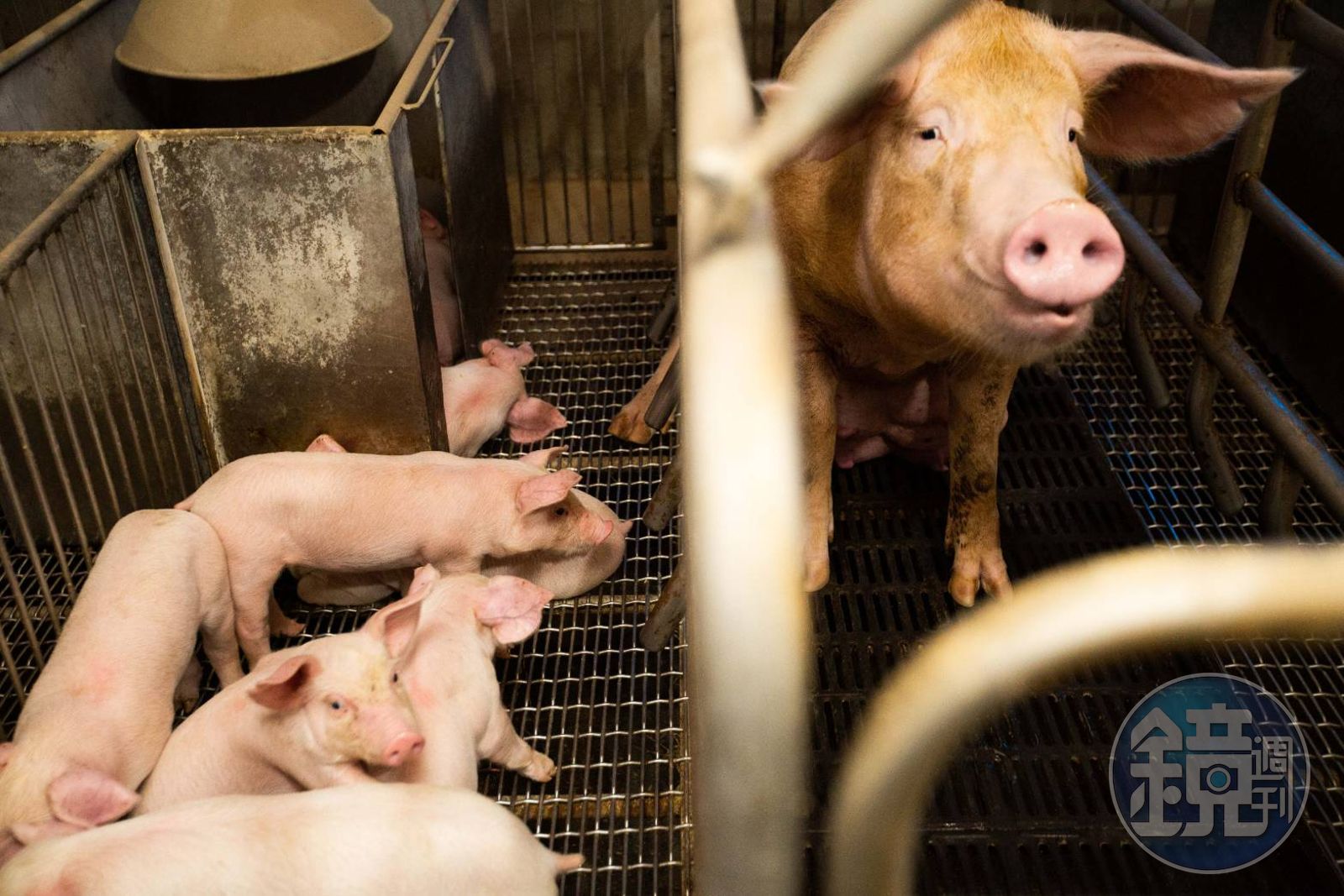 非洲豬瘟警戒!網憂「地方社團團購」淪病毒破口 產地標示不明無人管