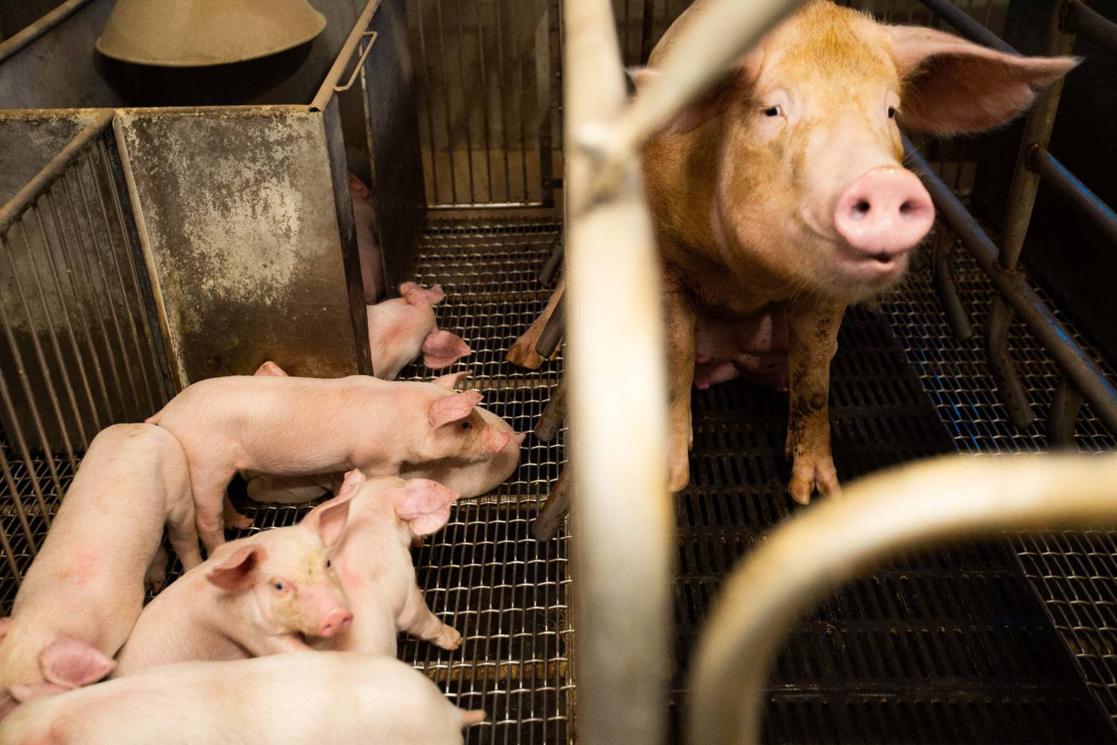 有網友在threads發文指出,地方社團團購可能是另一個非洲豬瘟病毒潛在破口。