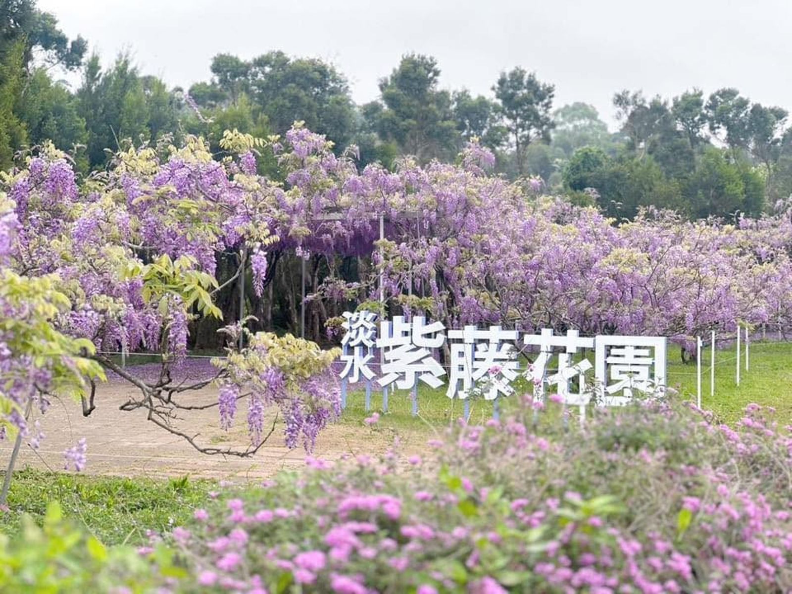 淡水「紫藤花園」關閉屯山、水源2個園區,宣布停止對外開放。(翻攝臉書「淡水紫藤花園-二號水源園區(原紫藤咖啡園二店)」)