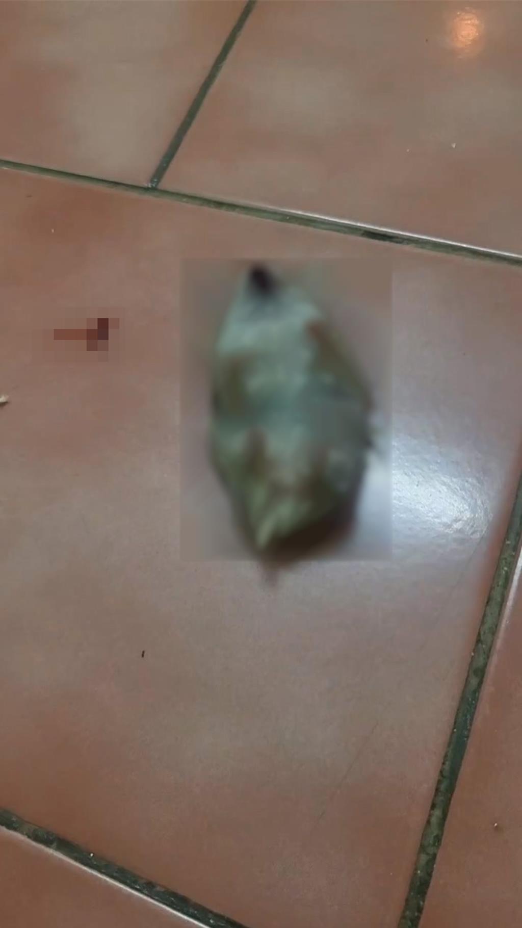 可憐的小倉鼠就這樣因猛烈撞擊，脆弱的小生命就這樣當場摔死。（翻攝畫面）