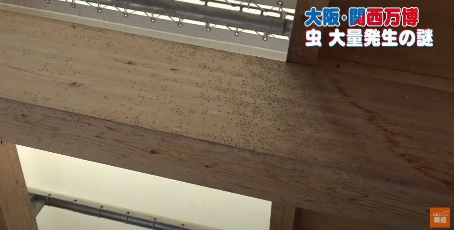 萬博會場傳出大量昆蟲亂飛，加上噴灑殺蟲劑造成的蟲屍，可能進一步衝擊觀展人潮。（翻攝自ABC NEWS）