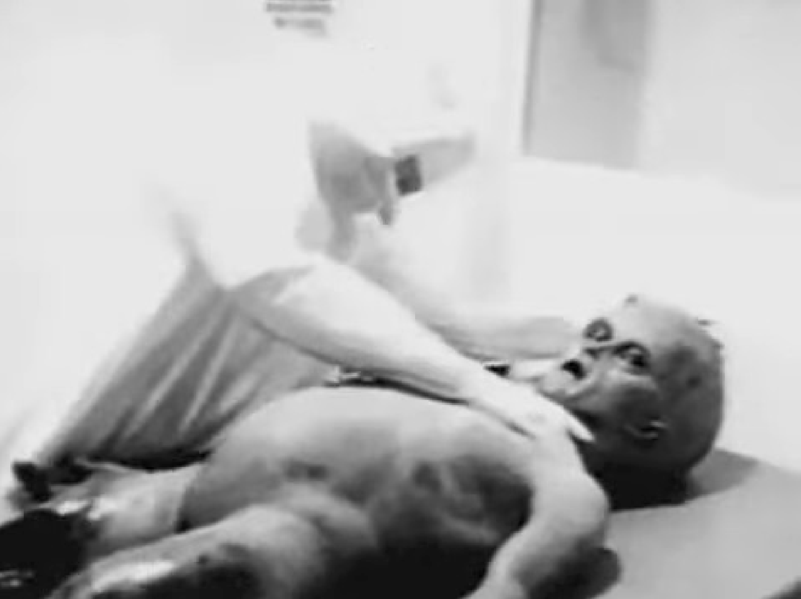 穿著防護衣的人員在影片中進行解剖，但後來被證實是以道具與動物內臟拍攝的惡作劇。（翻攝 RadioRaider YouTube頻道）