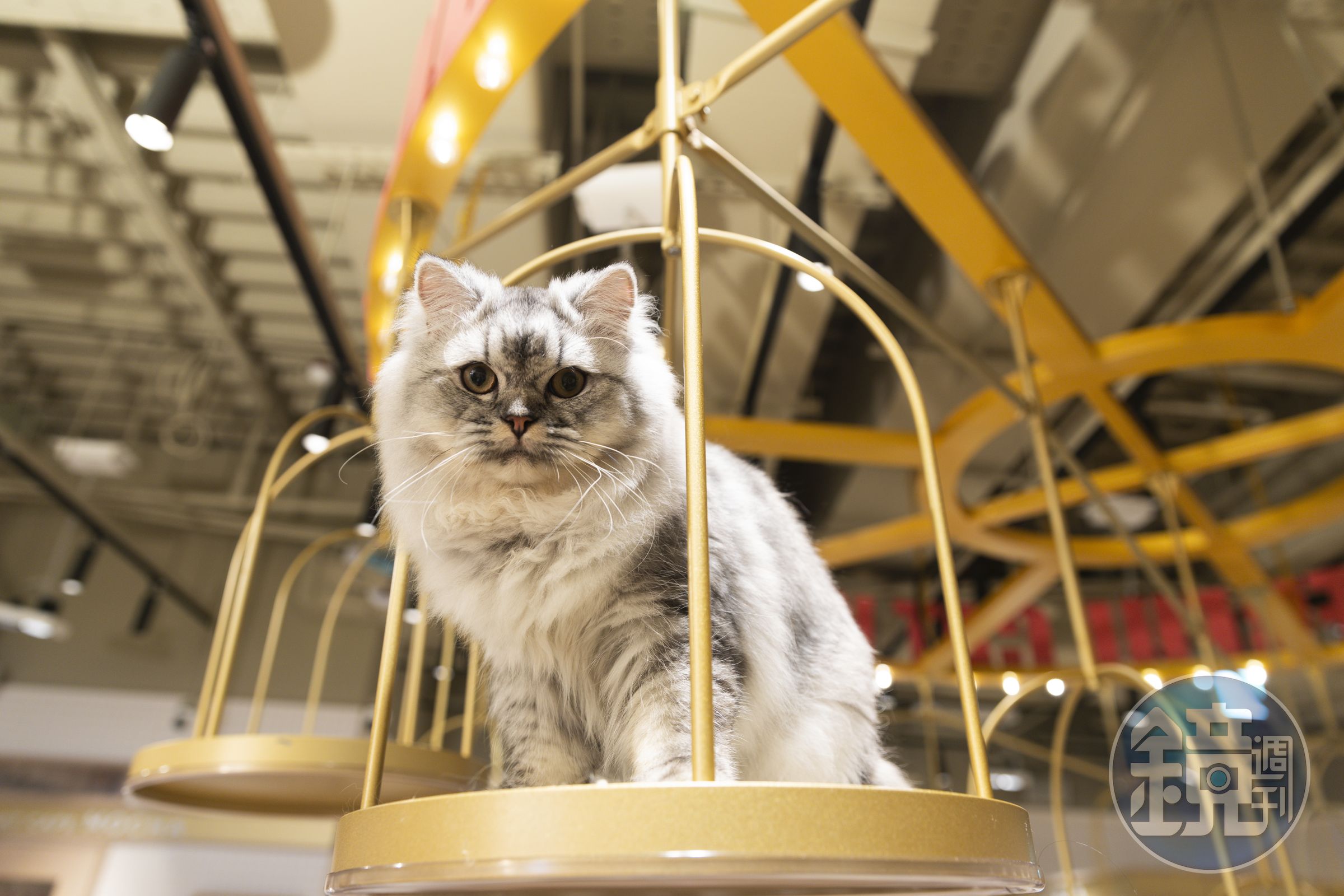 「Cat Café MOCHA」裡的設施與環境都是為貓貓們設計的,牠們隨時睡、吃、玩都可以。