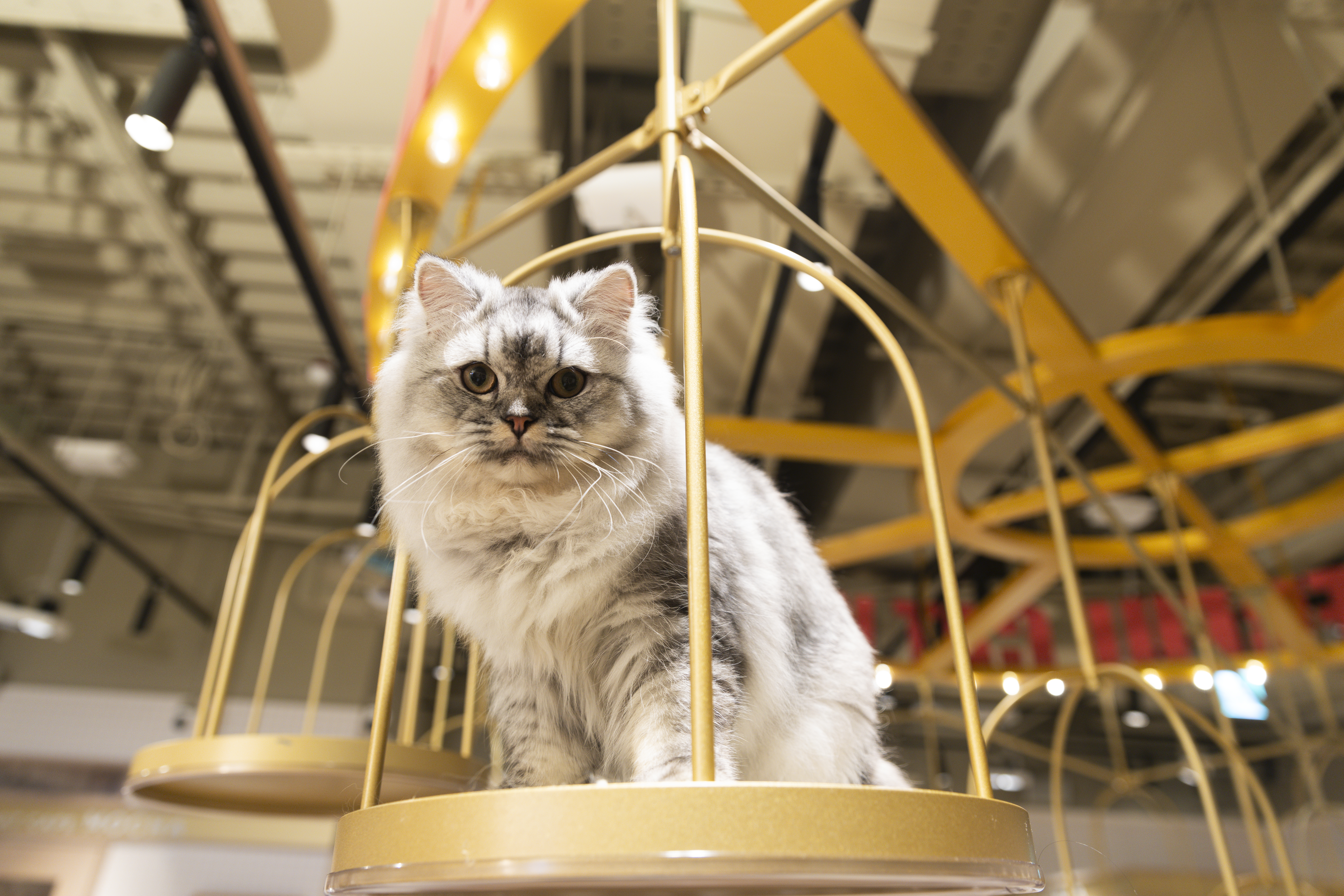 「Cat Café MOCHA」裡的設施與環境都是為貓貓們設計的，牠們隨時睡、吃、玩都可以。