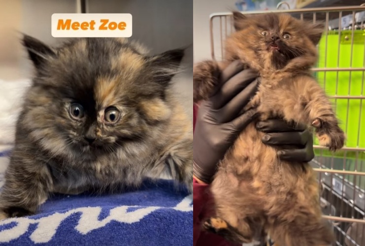 流浪幼貓佐伊（Zoe）因罕見的皮下氣腫導致全身腫脹，外型宛如一顆填充過度的氣球，引發網友高度關注。（翻攝自instagram/drphil_thevet）