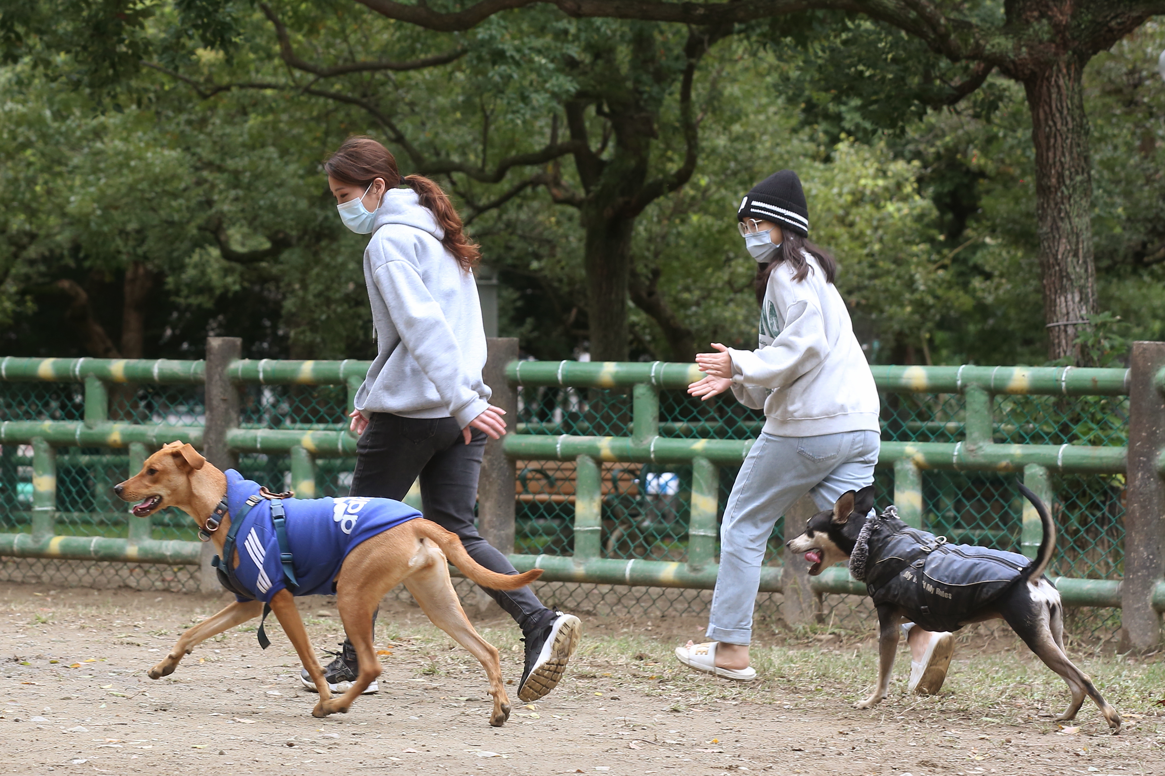 屏東縣政府為推廣寵物登記，13日起推出凡設籍於屏東縣之寵物飼主只要至飼主專區完成線上認證，每位可獲得超商100元禮券。示意圖（本刊資料照）