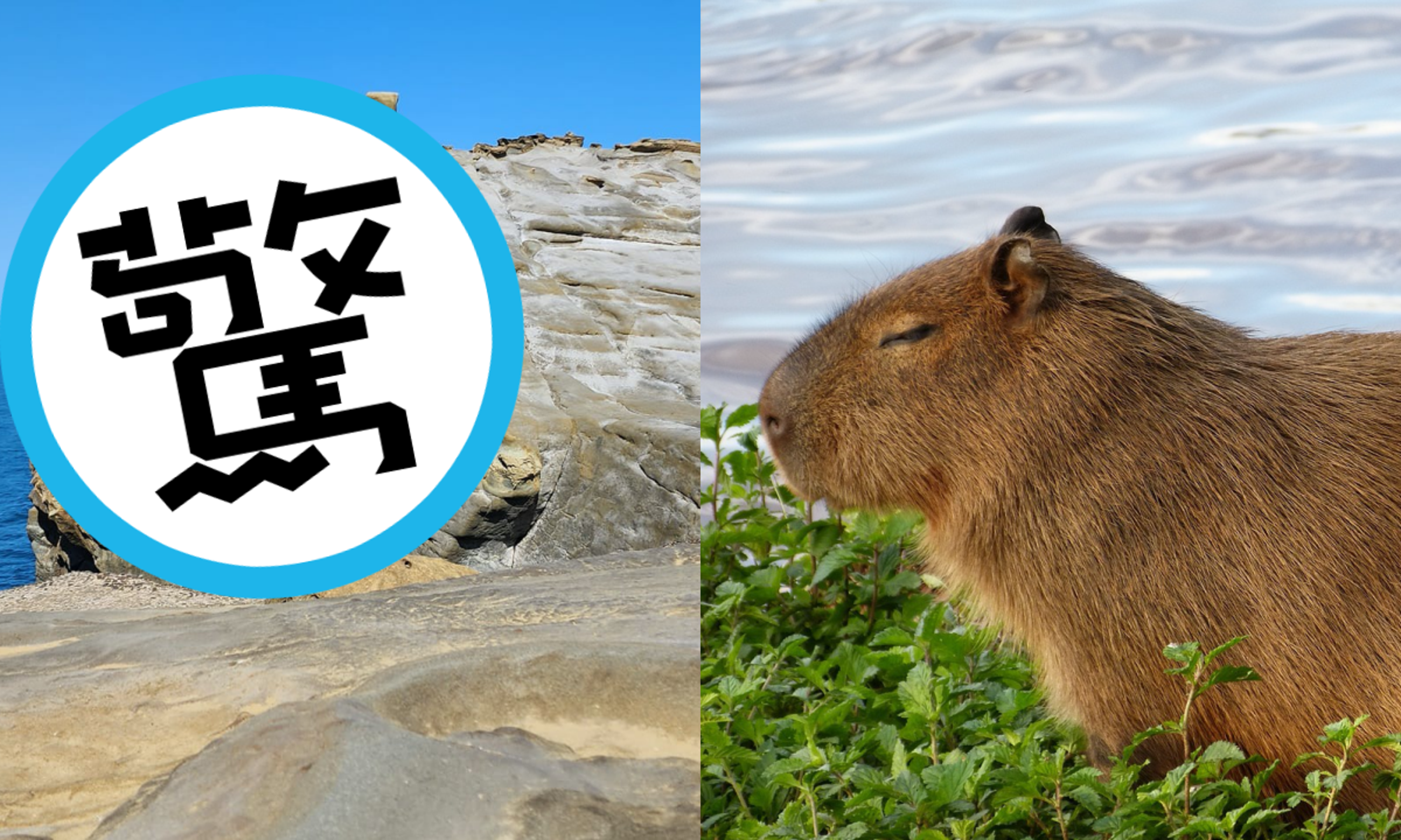 象鼻岩斷鼻後竟然轉生成水豚君。(翻攝自基隆人日常、pixabay)