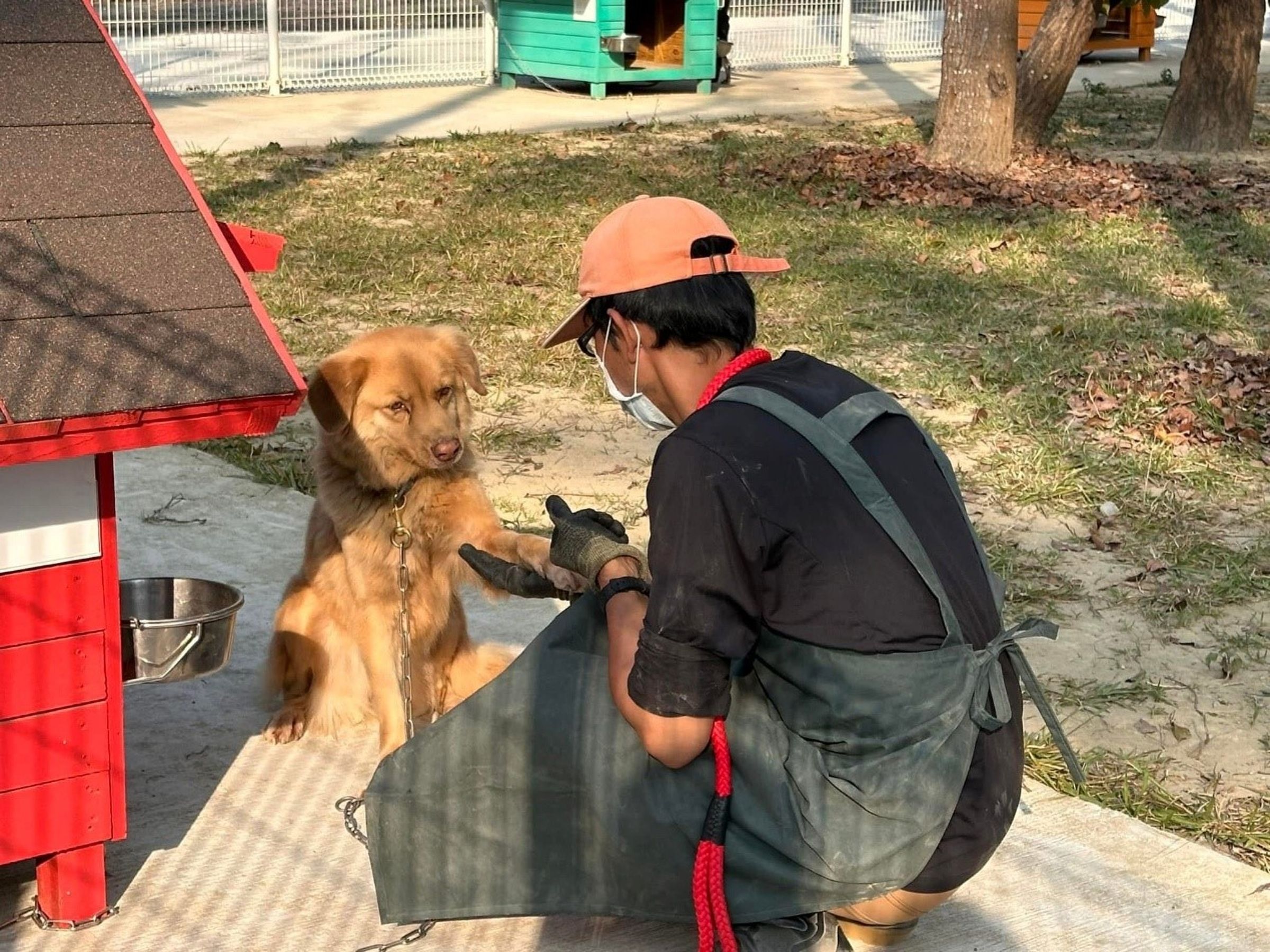 志工與獸醫細心守護犬隻健康，體現愛與責任。