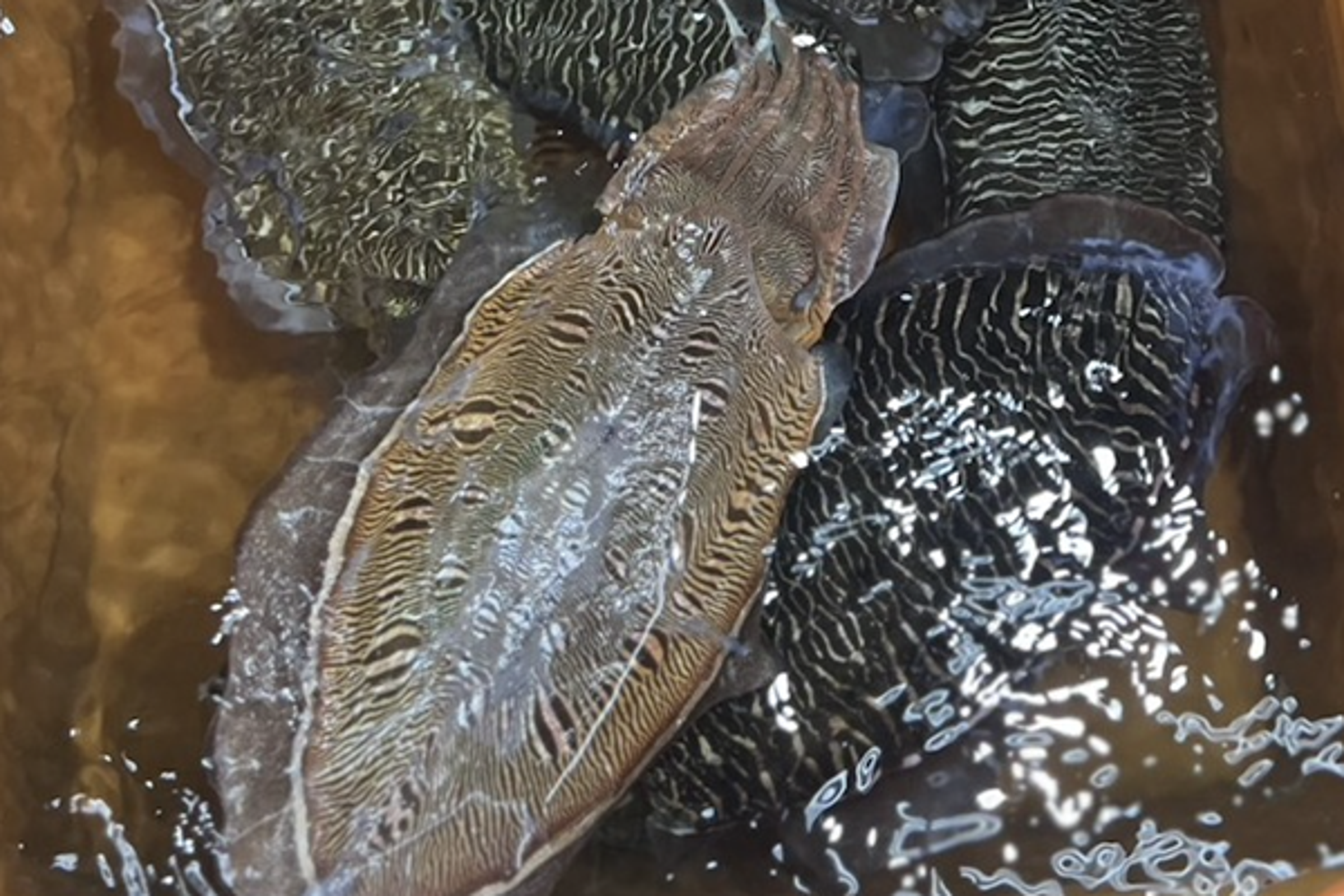 正當季！3月至6月是花枝最肥美的時刻，富基魚市直送現撈鮮味，Q彈細緻的口感絕對是饕客首選。