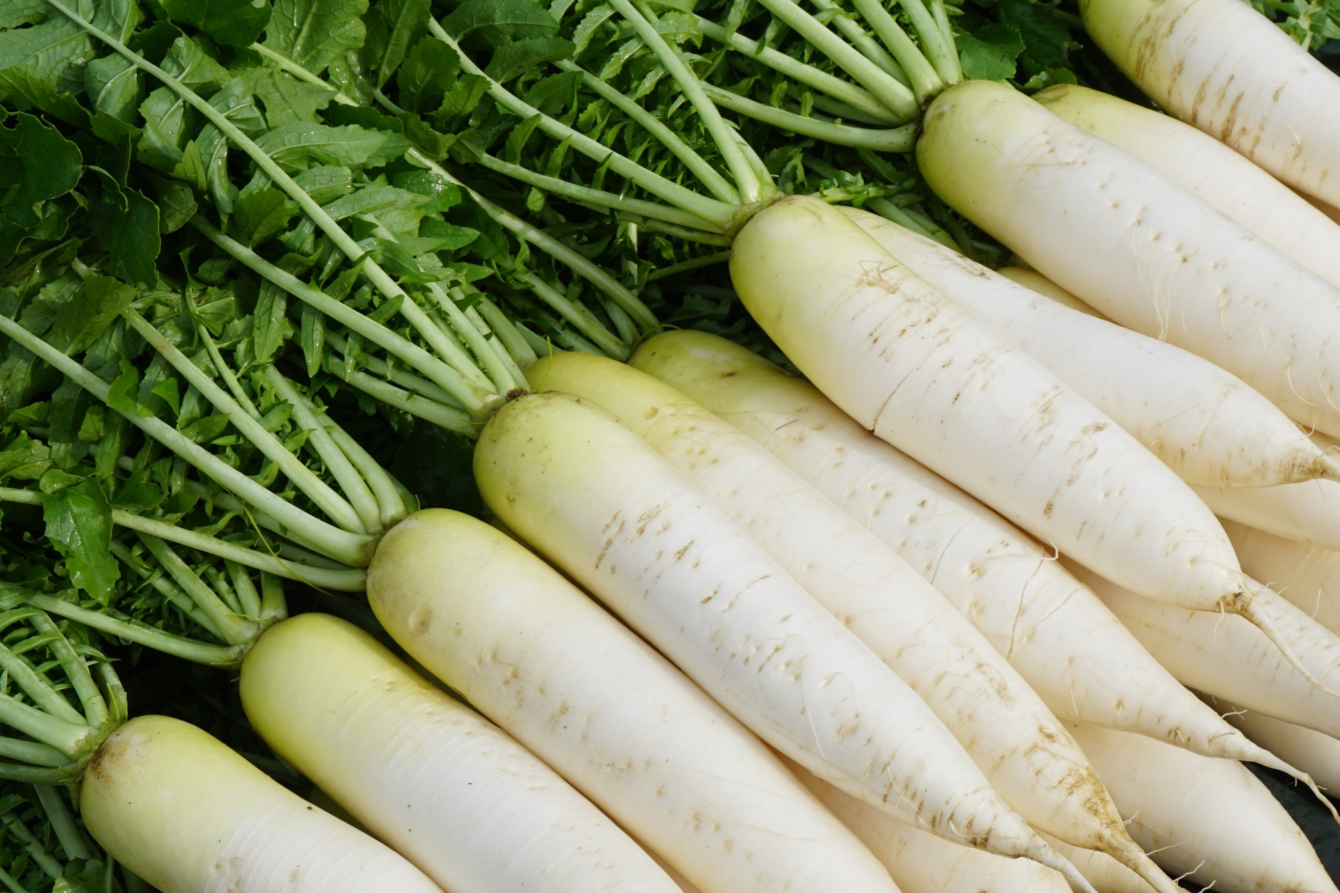 建銘營養師在臉書粉絲專頁指出,白蘿蔔具有清熱、解毒、促進脂肪分解及助消化的功效,是最強的「身體清道夫」。
(翻攝自pexels)