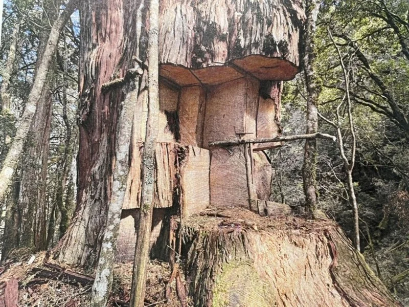 山老鼠砍伐神木製成金磚等工藝品高價販售牟利。（南投地檢署提供）