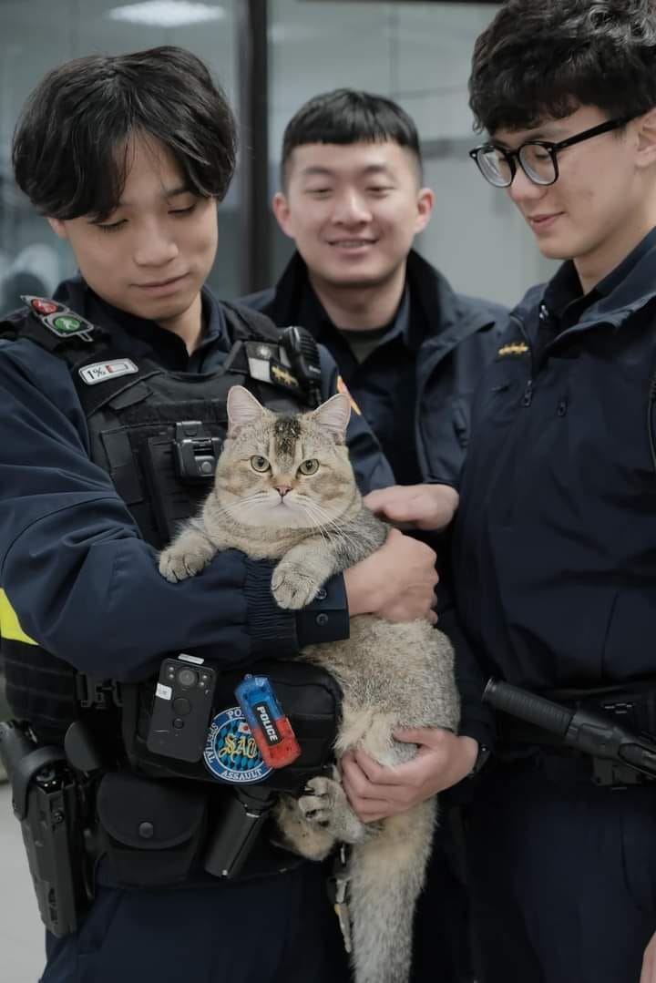警方在尋人啟事中提及,貓咪的特徵為「非常重」。(翻攝自臉書社團「我是板橋人」)
