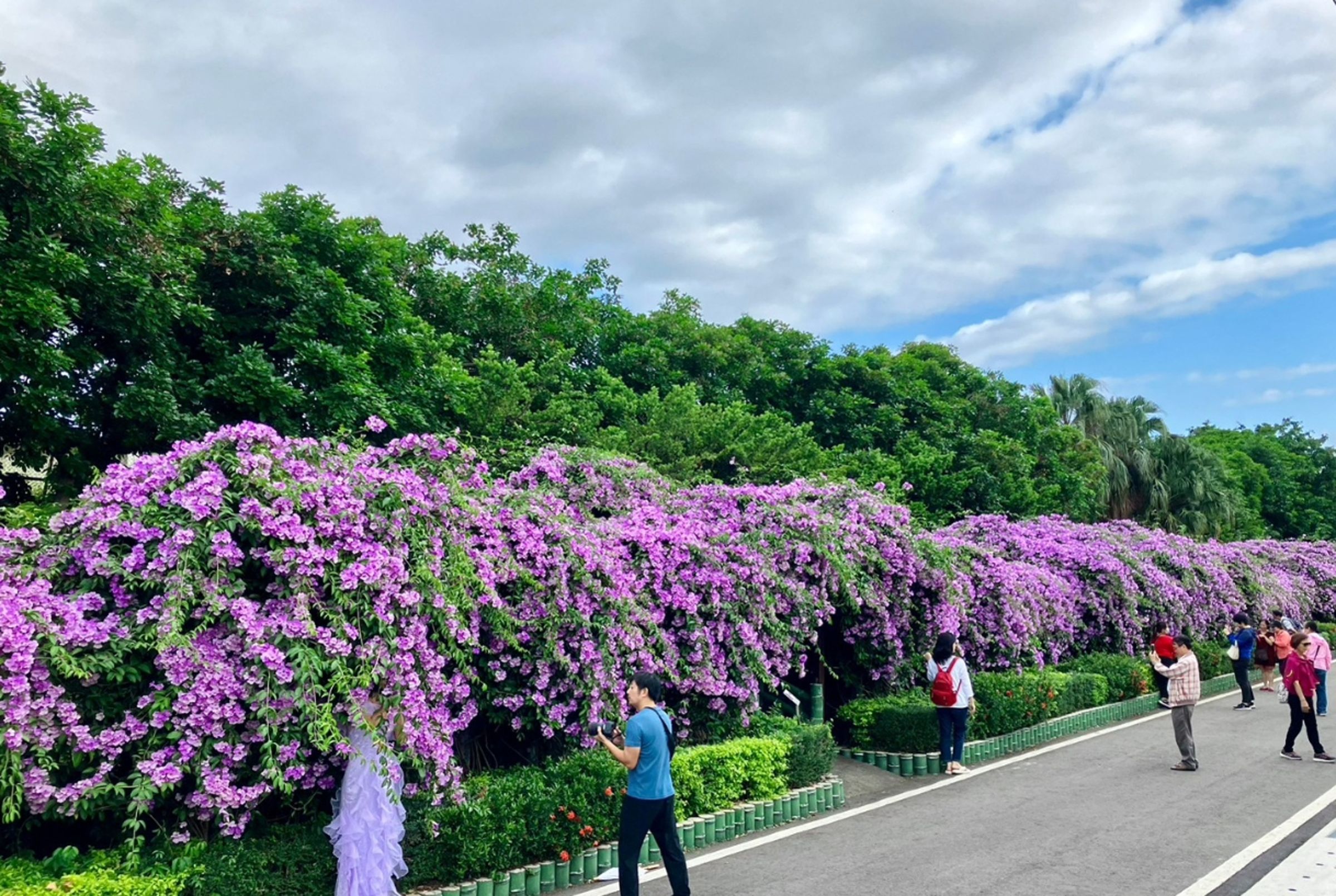 泰山區楓樹里河堤附近的蒜香藤廊道,每到花期就湧入大量遊客來賞花,長達約200公尺的花牆成最佳的攝影取景點。(新北市政府綠美化環境景觀處提供)