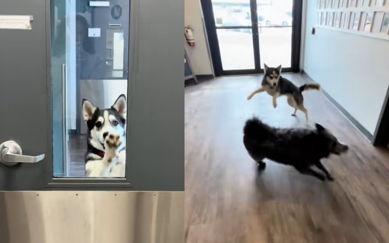 5歲哈士奇獨自現身日托中心，與男友興奮相聚，可愛的互動畫面在網路上引發熱烈迴響。（翻攝自TikTok／spotsplaceyqr）