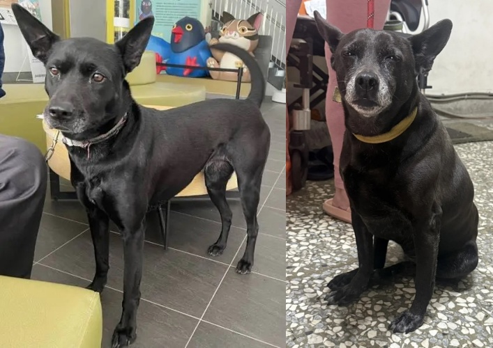 一隻黑狗竟遭飼主在開車途中丟下車，動保處調查時還提供「不同黑狗」試圖誤導。（台中動保處提供）