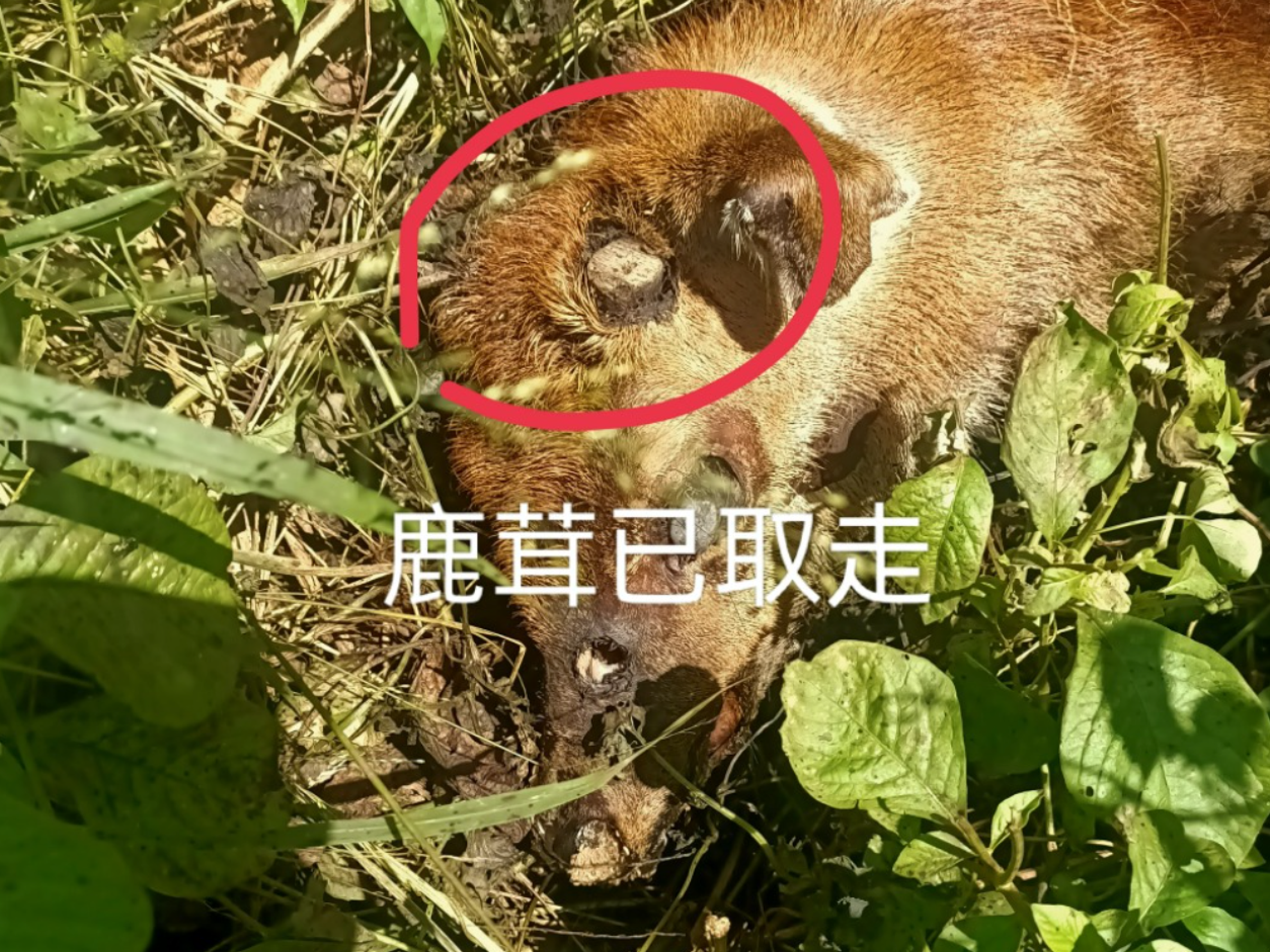 有網友近日於爆料公社發文痛斥,墾丁已成盜獵天堂,有梅花鹿鹿茸被取下後丟棄。(翻攝自爆料公社)