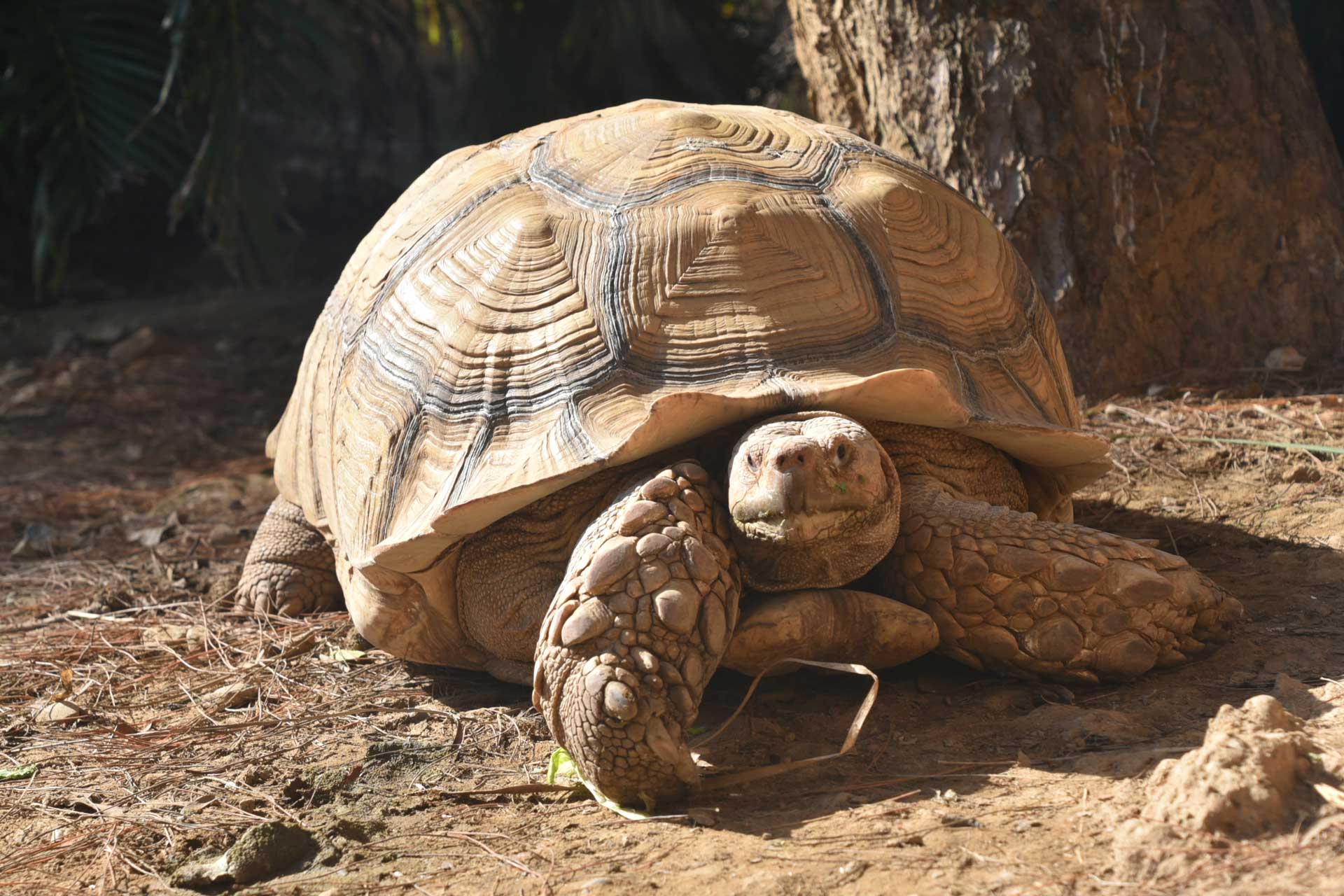 嘉義一名男子飼養的蘇卡達象龜日前「離家出走」，差點就被不知情民眾放生。（示意圖，翻攝自新竹動物園）