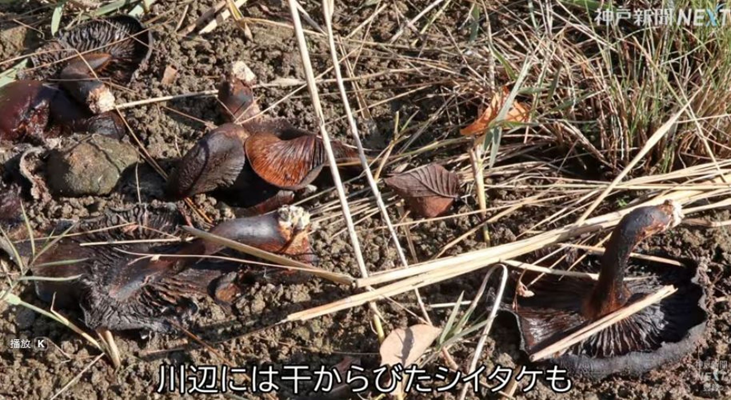 沿岸居民對於大量香菇出現在清淨的河川中感到不安。(翻攝自神戸新聞社YT)