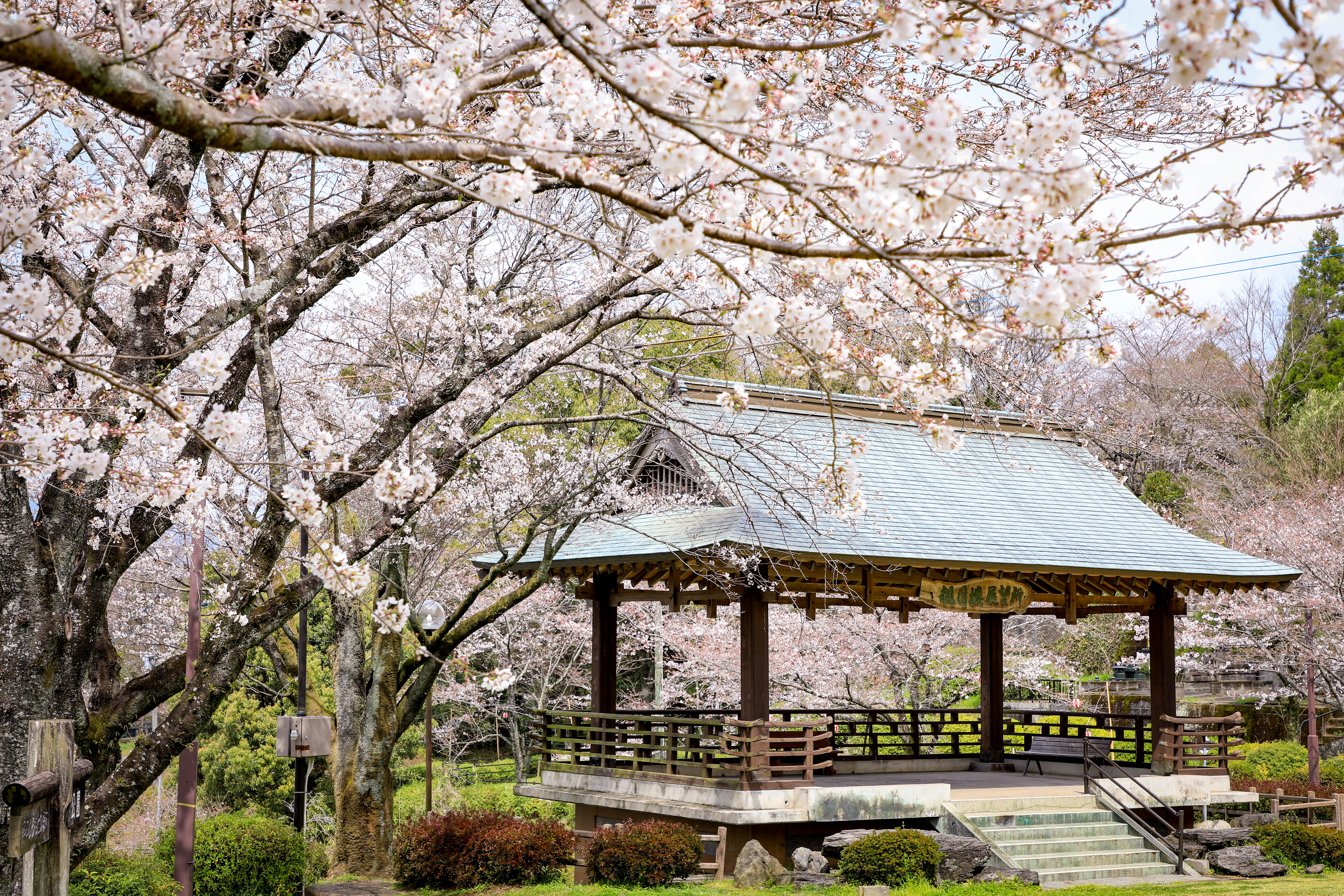 每年春季菊池公園內的3千株櫻花綻放，景象非常浪漫。（睿玟管理顧問有限公司提供）