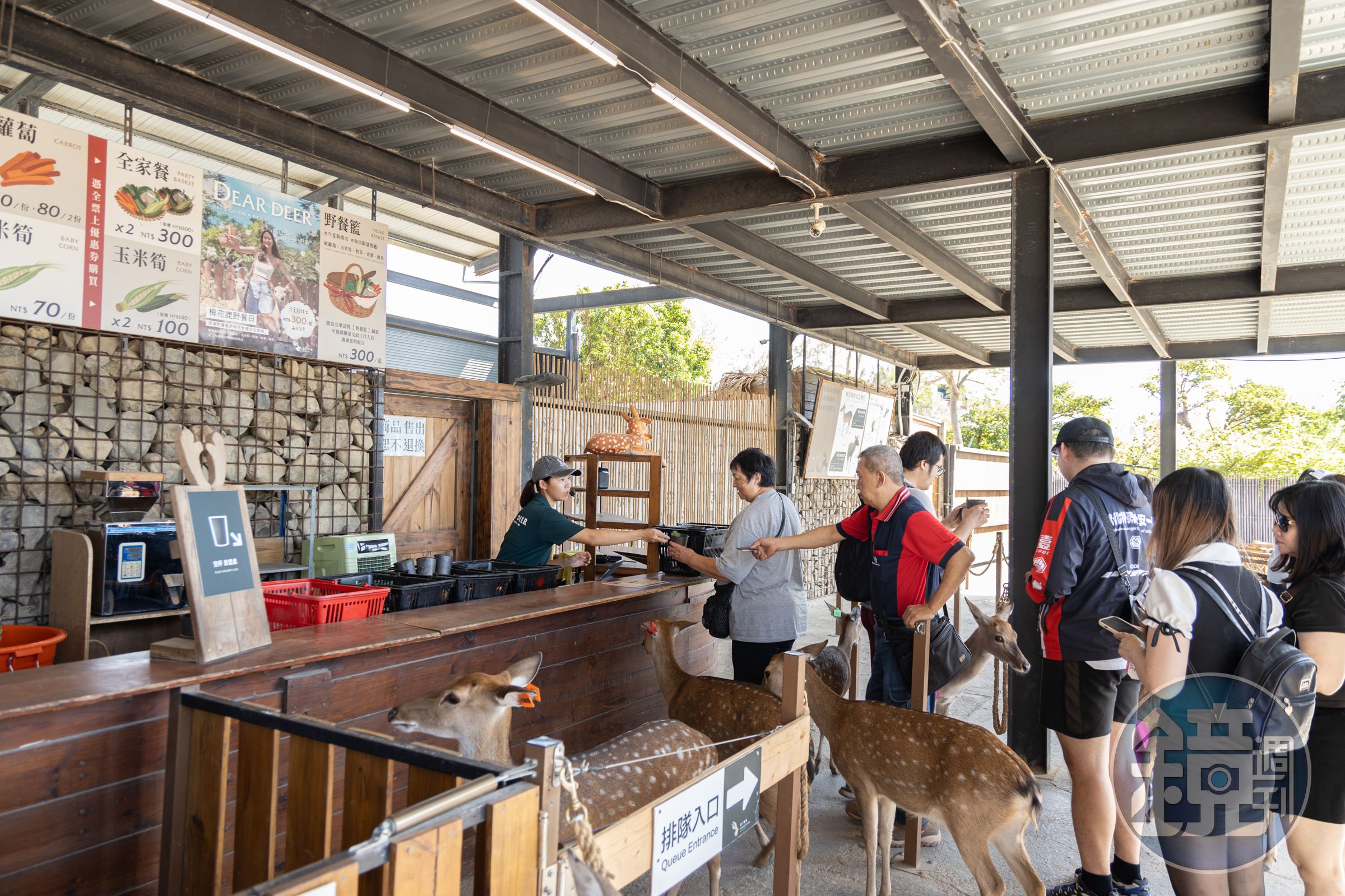 入場門票可至櫃檯兌換飼料餵食小鹿們,餵完了也能額外加購糧食。
