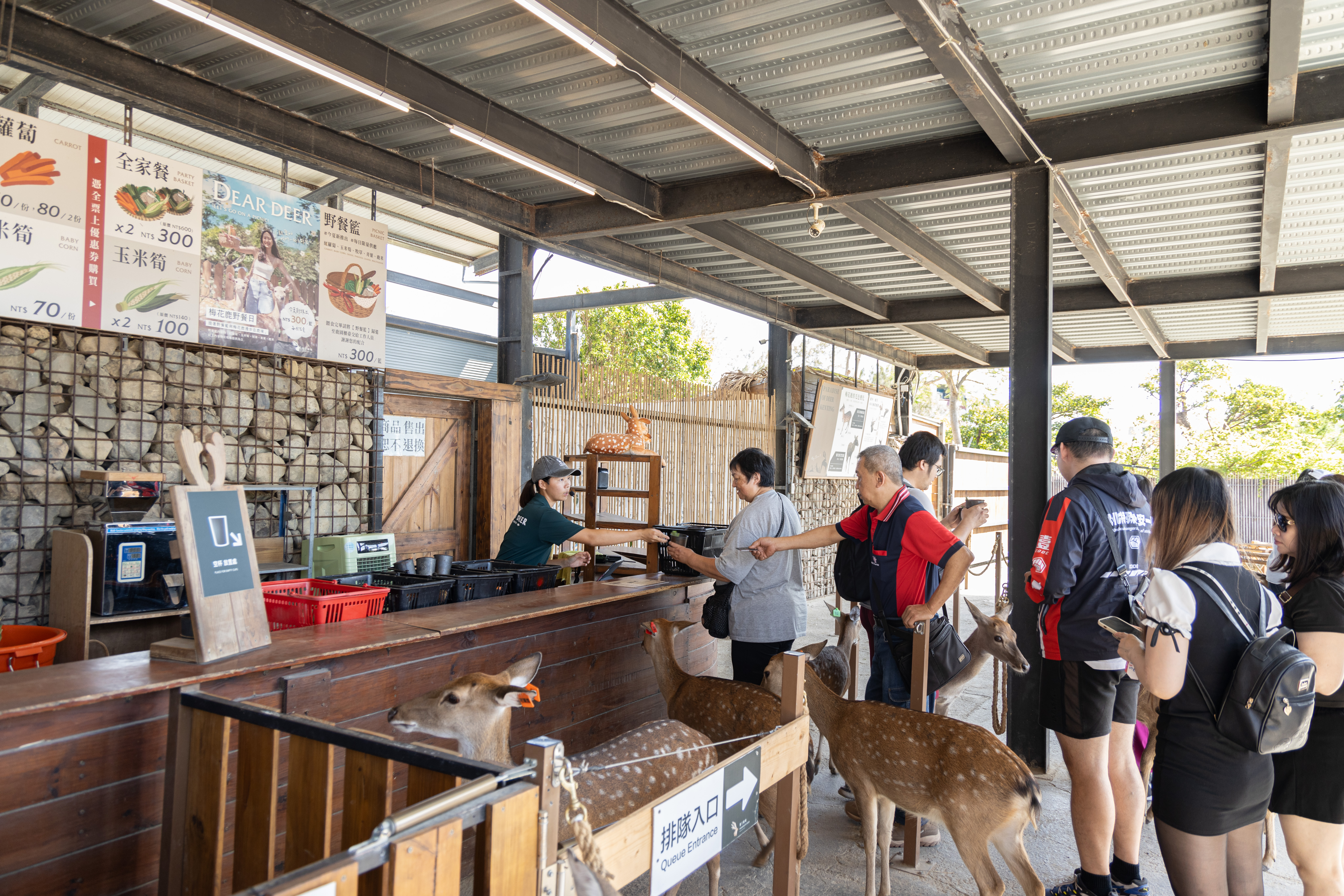 入場門票可至櫃檯兌換飼料餵食小鹿們，餵完了也能額外加購糧食。