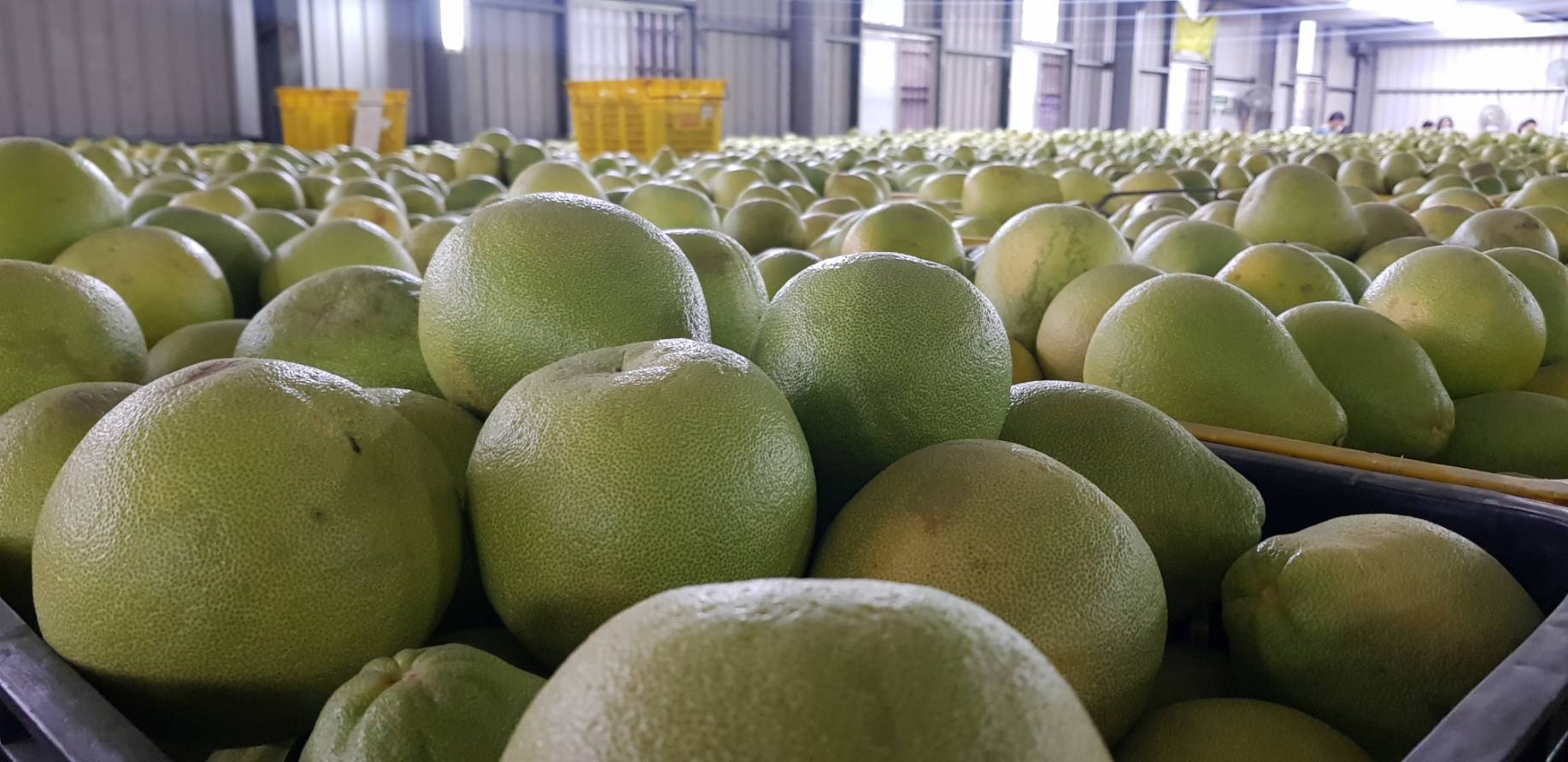 時隔兩年，國台辦宣布今天起恢復台灣文旦輸入中國。（本刊資料照）